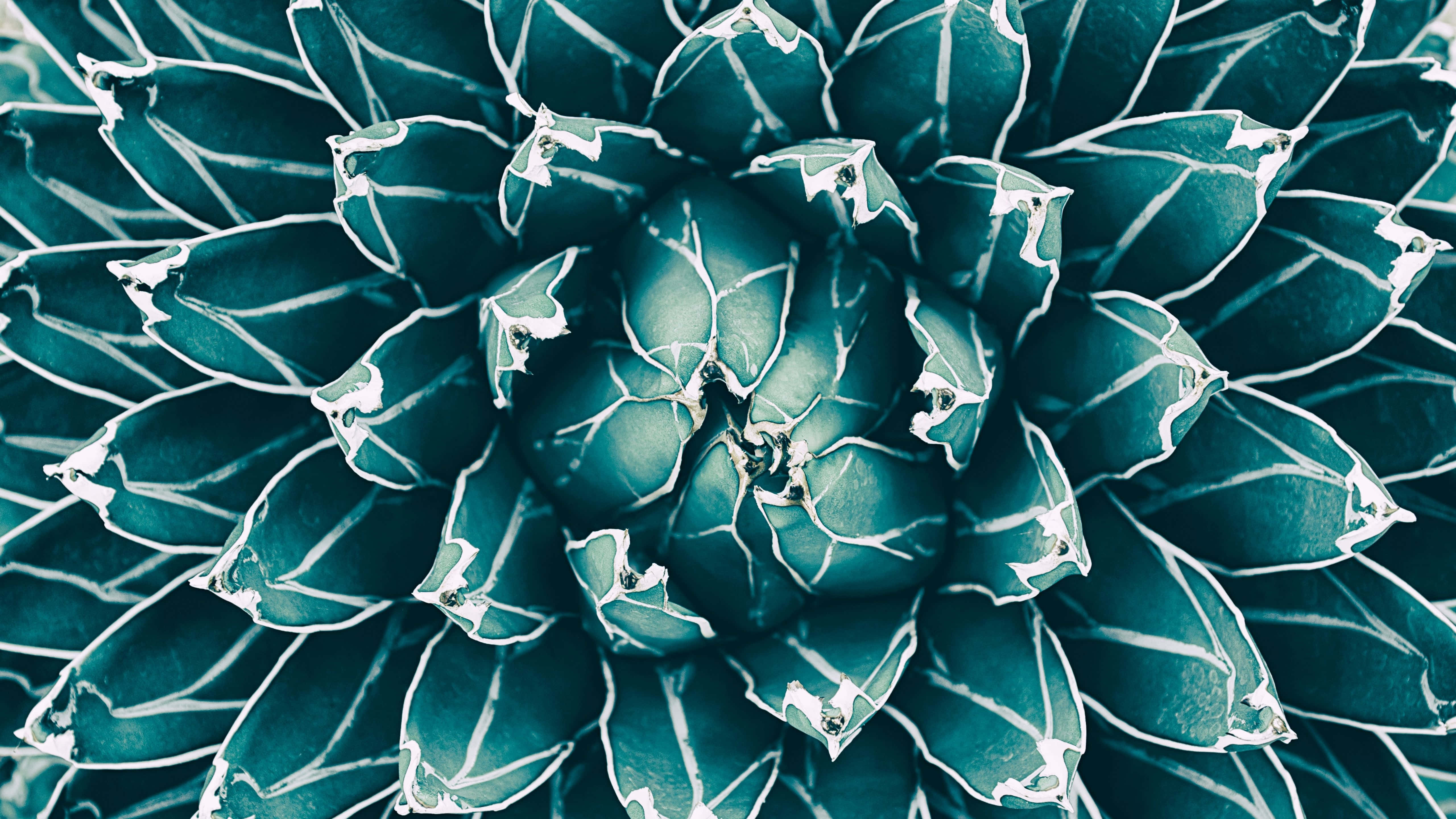 Nærbillede af en smuk lilla og lyserød blomst Wallpapers