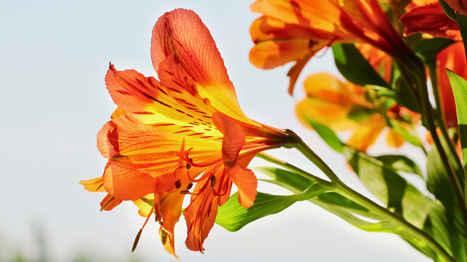 Nærbillede af en smuk orange og gul alstroemeria med slående stribede kronblade Wallpapers