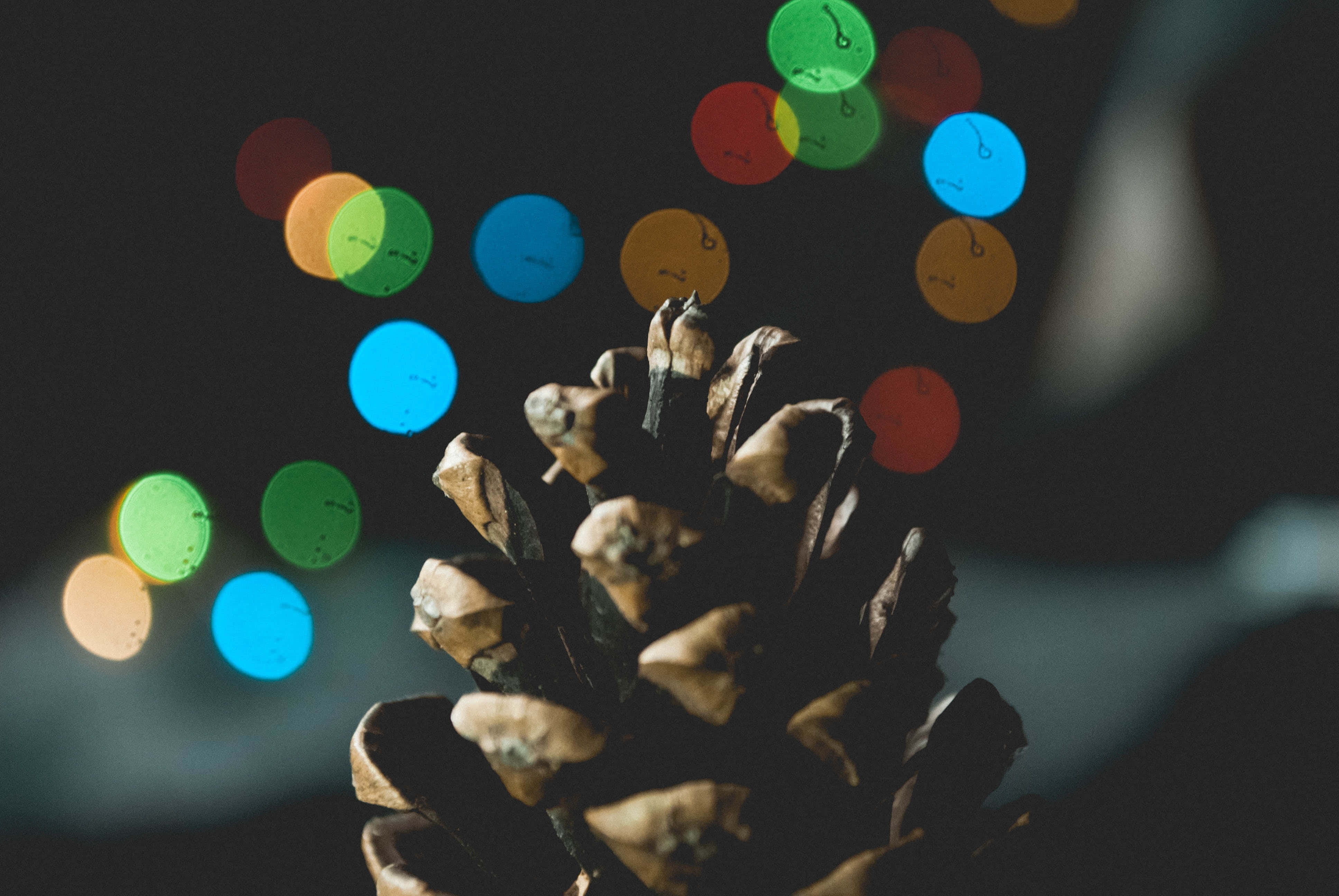 Nærbillede af fyrrekogle som julebaggrund Wallpapers