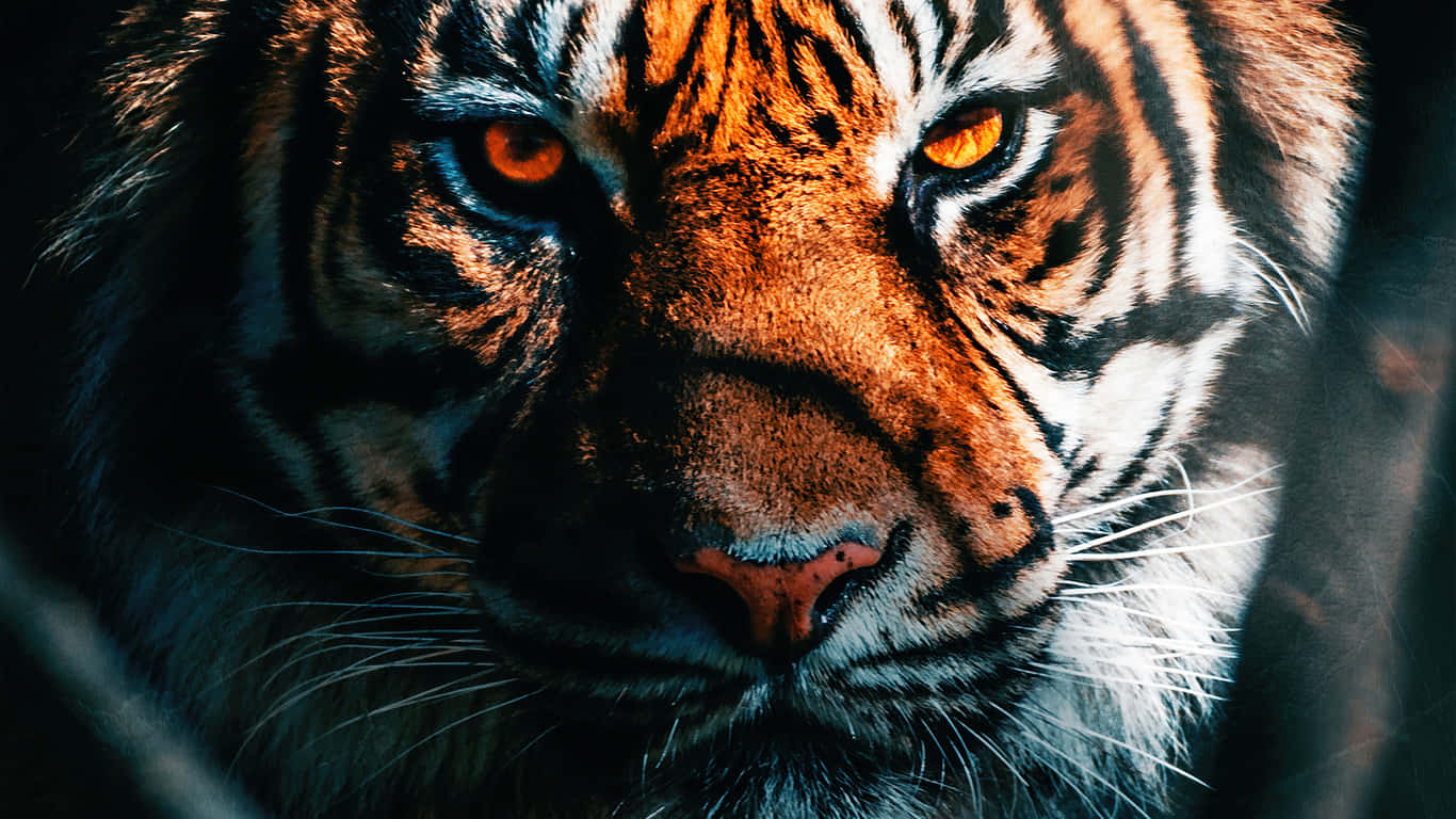 Nærbillede af indisk tigers ansigt Wallpapers