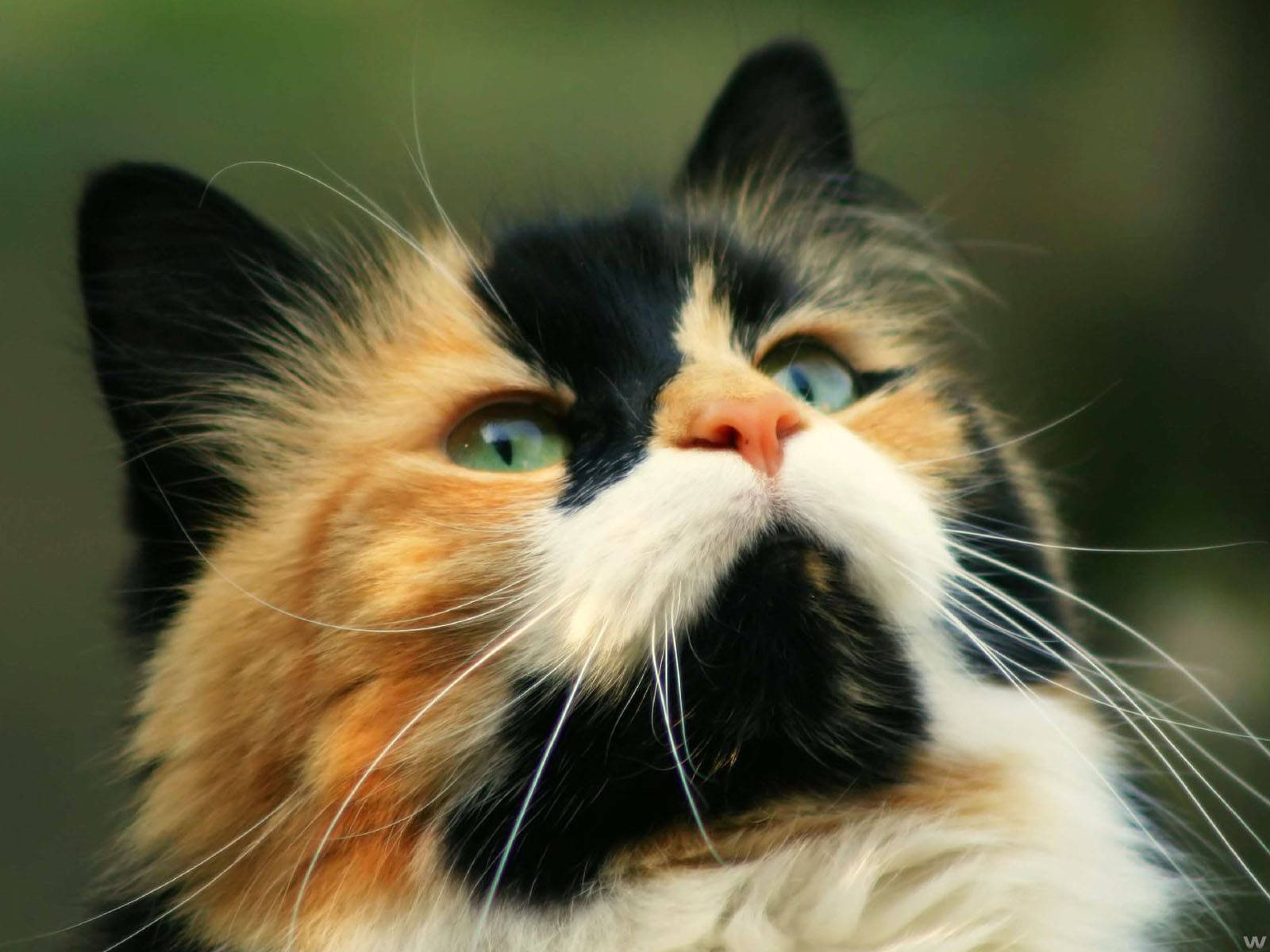 Nærbillede af kawaii-kat Wallpapers