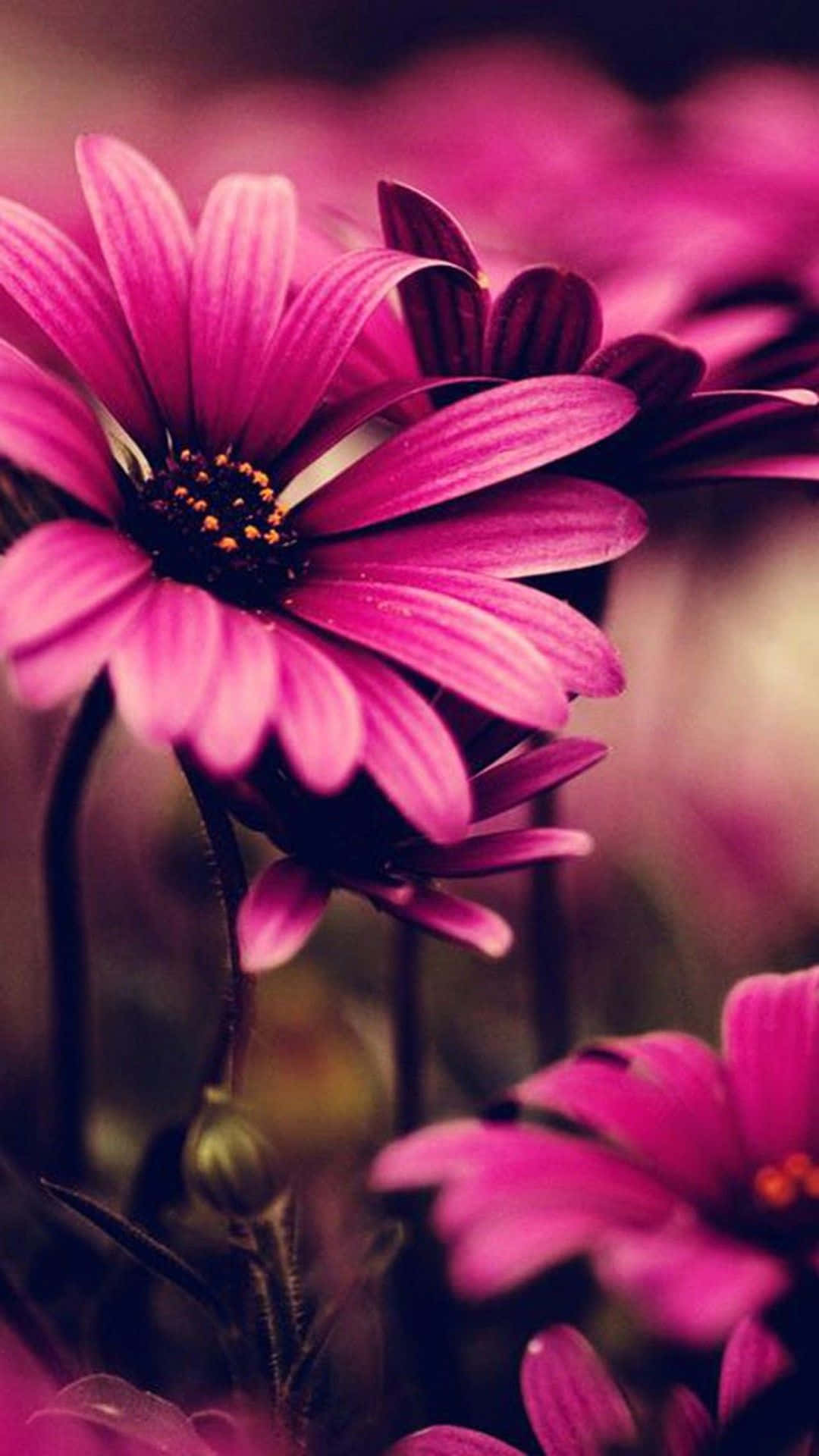 Nærbillede af lyserøde blomster på en mørk baggrund Wallpapers