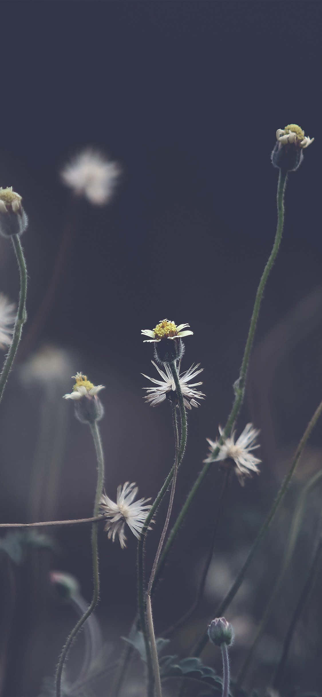 Nærbillede af nogle tusindfryd på marken Wallpapers
