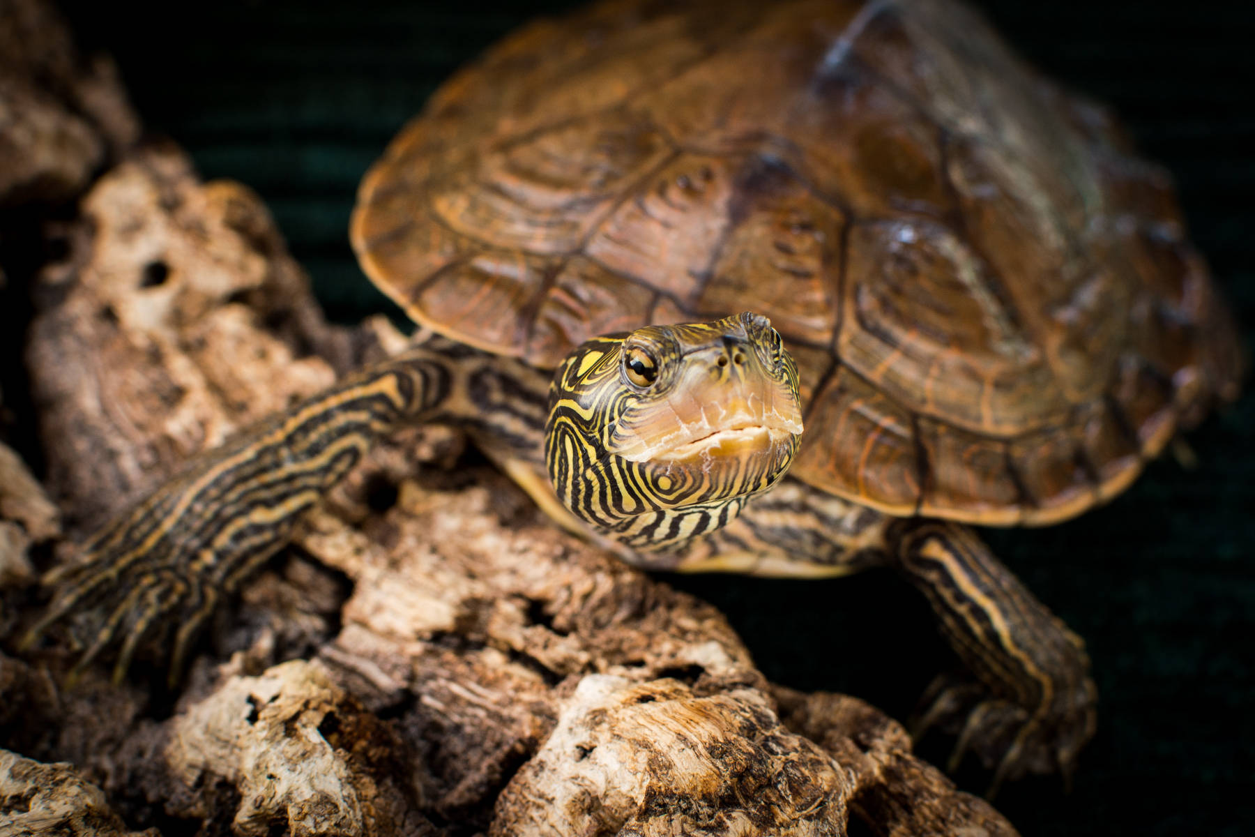 Nærbillede af nordlig landkortskildpadde Wallpapers