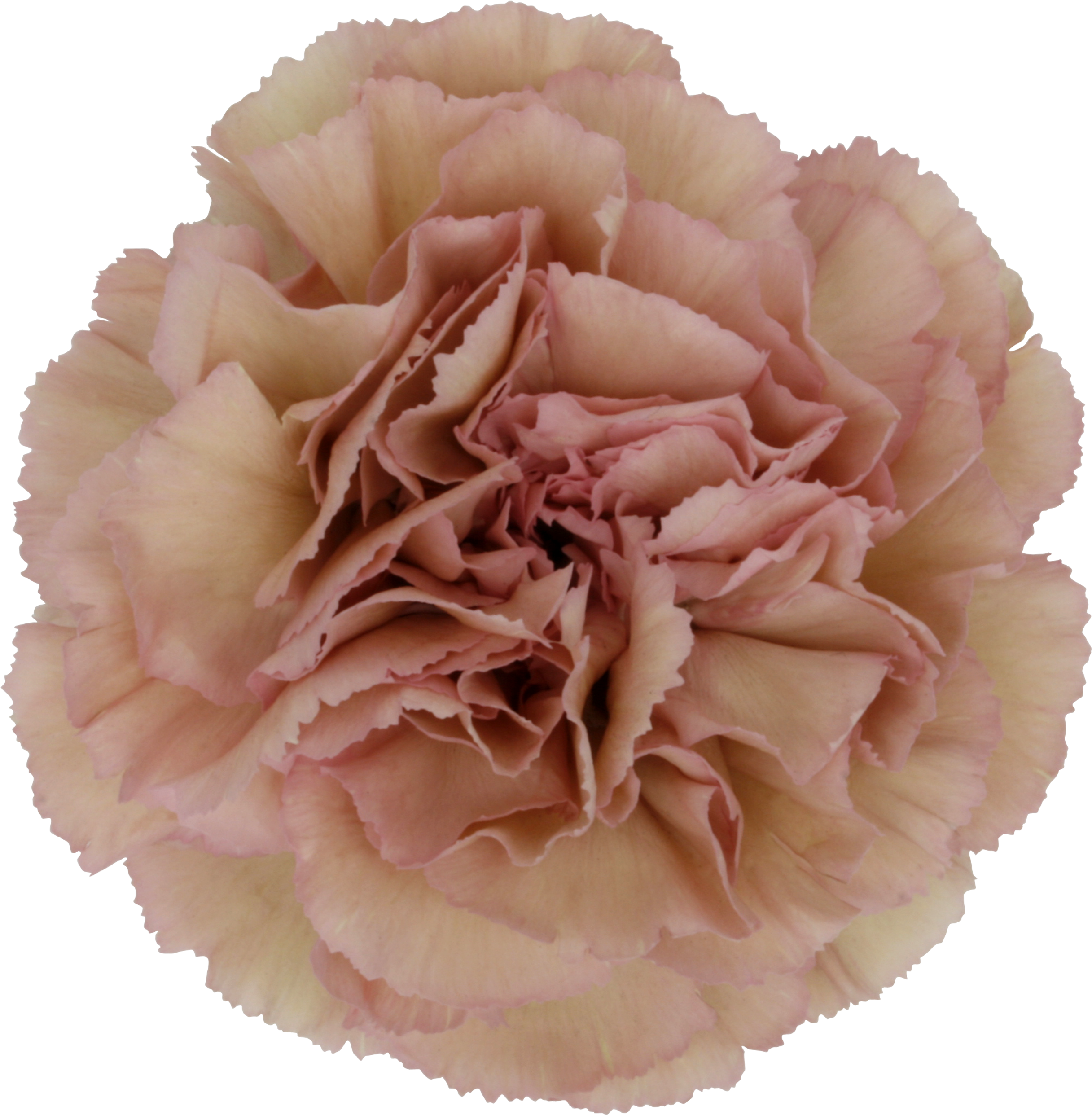 Nærbillede af pink nellike Wallpapers