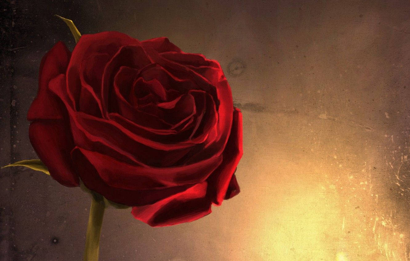 Nærbillede af rød rose æstetik Wallpapers