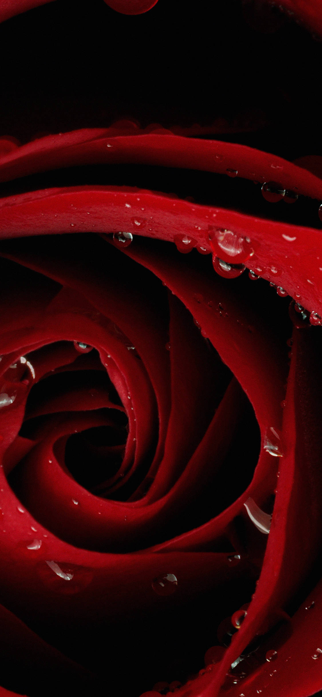 Nærbillede Rose Hoved Rød iPhone Wallpapers