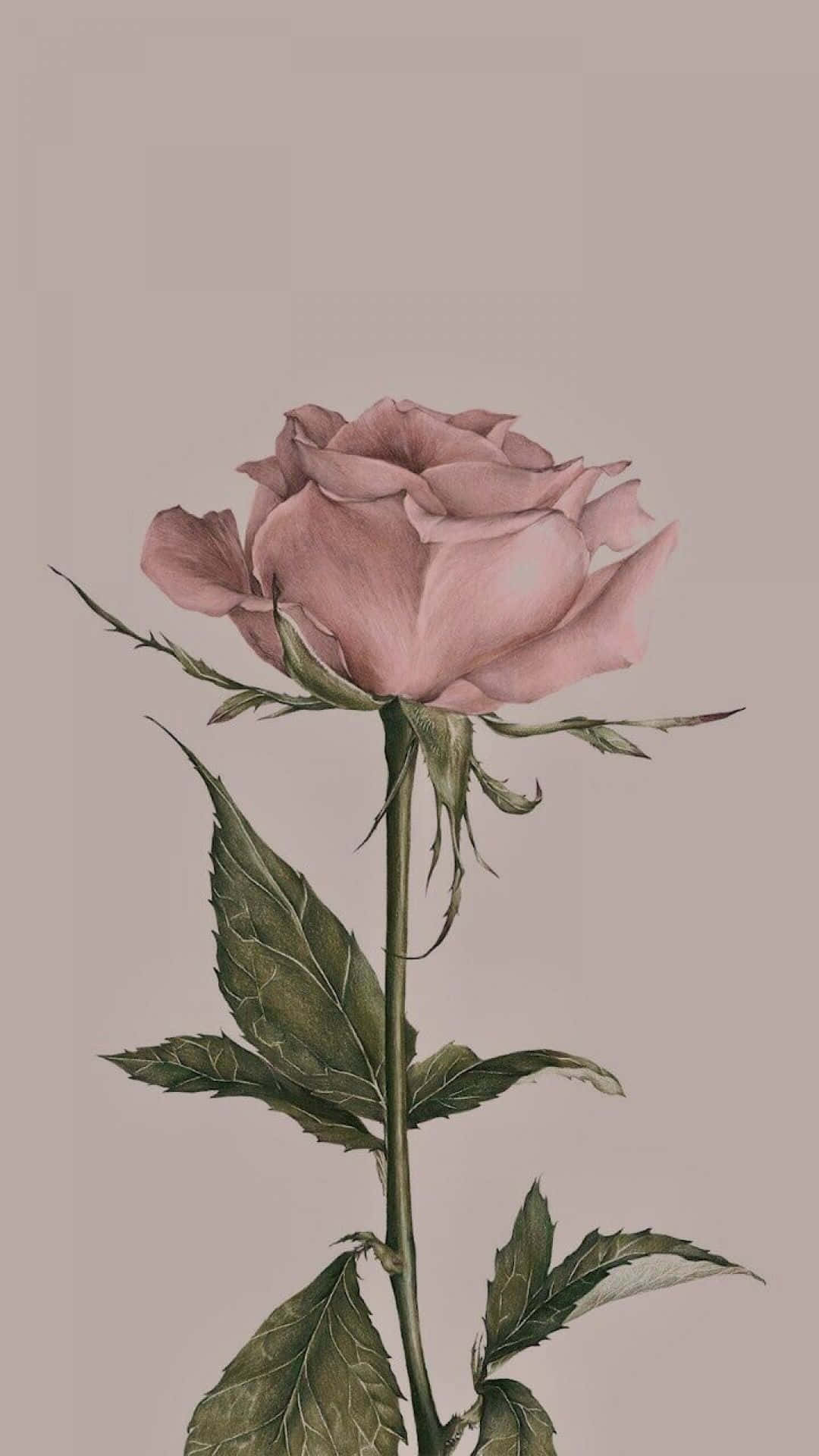 Nuancer af Taupe og Guld til en Elegant Æstetik iPad Baggrund Wallpapers