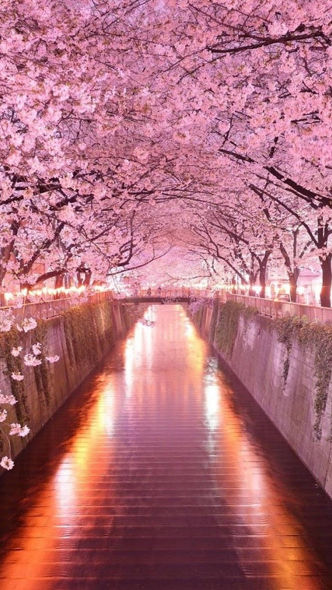 Nyd de japanske sakura-træer under buen på din iPhone Wallpapers