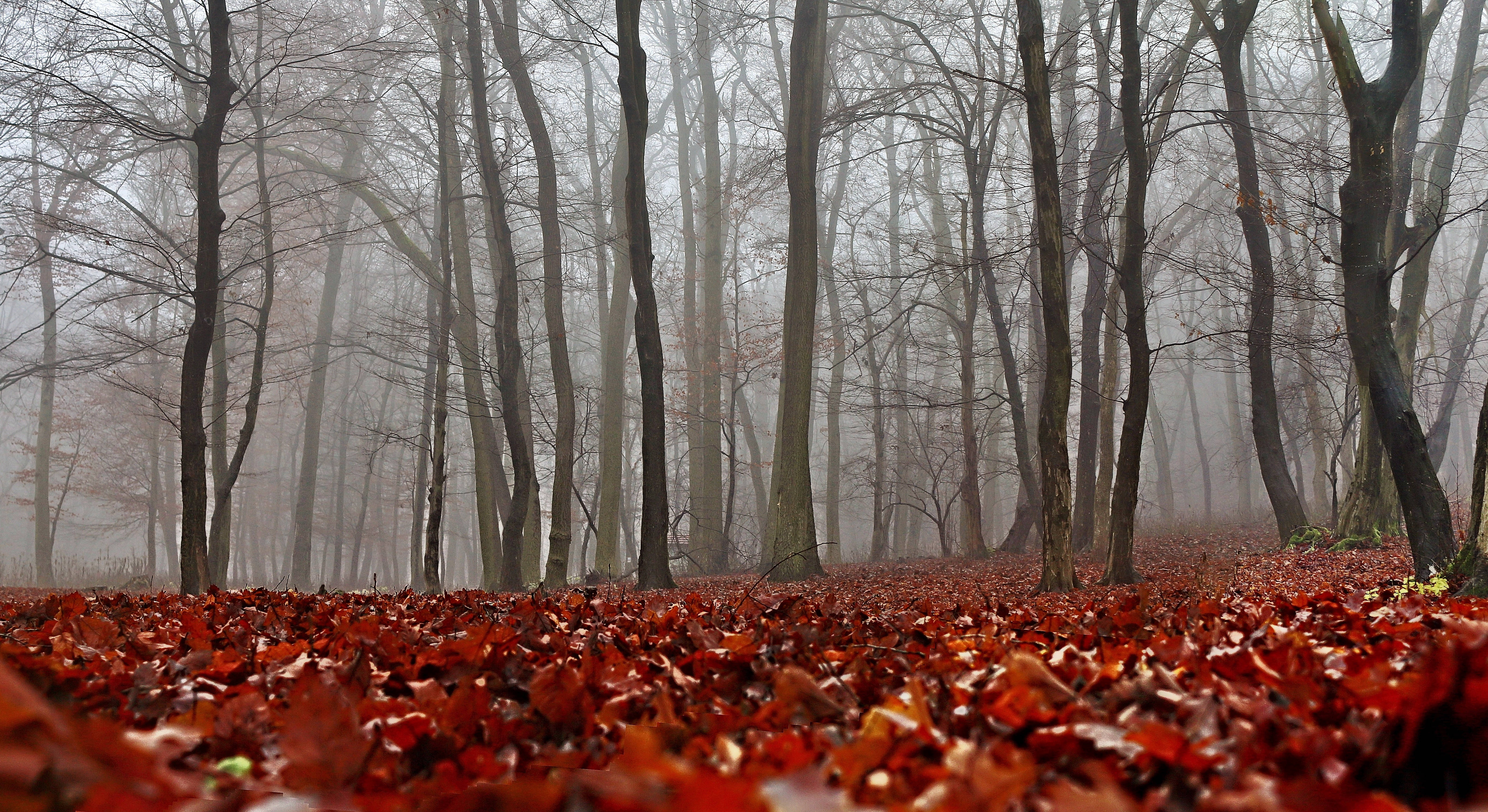 Nyd de livlige efterårsfarver Wallpapers