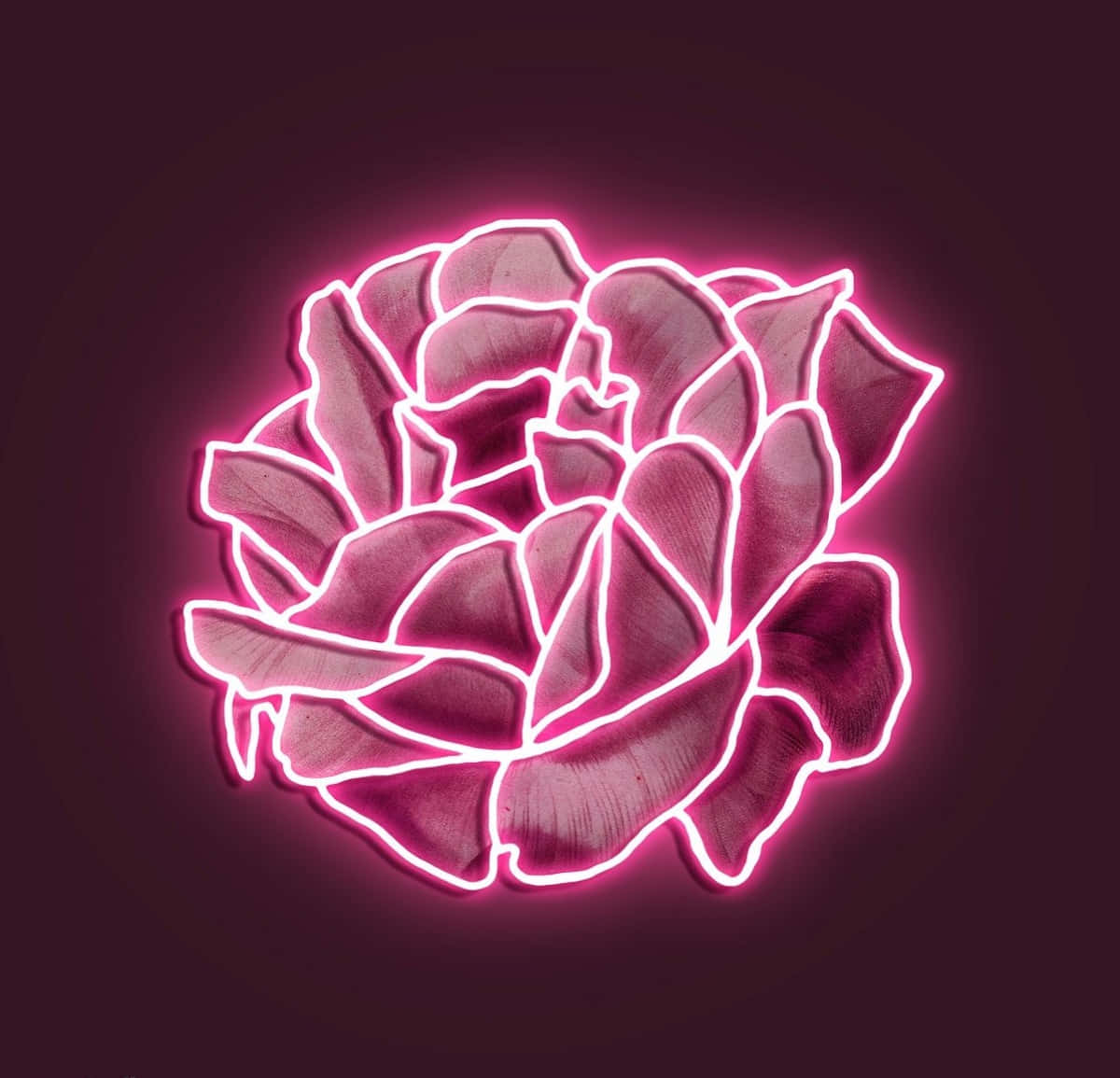 Nyd de lyse vibes af neonlyserød💗 Wallpapers