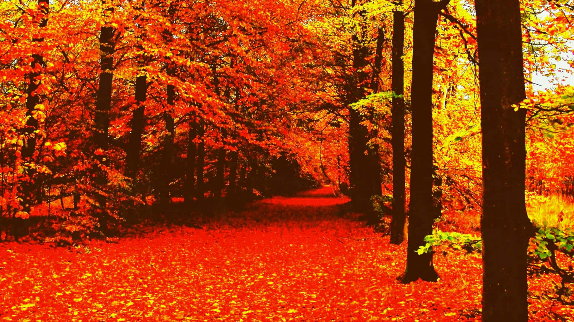 Nyd de smukke efterårsfarver Wallpapers