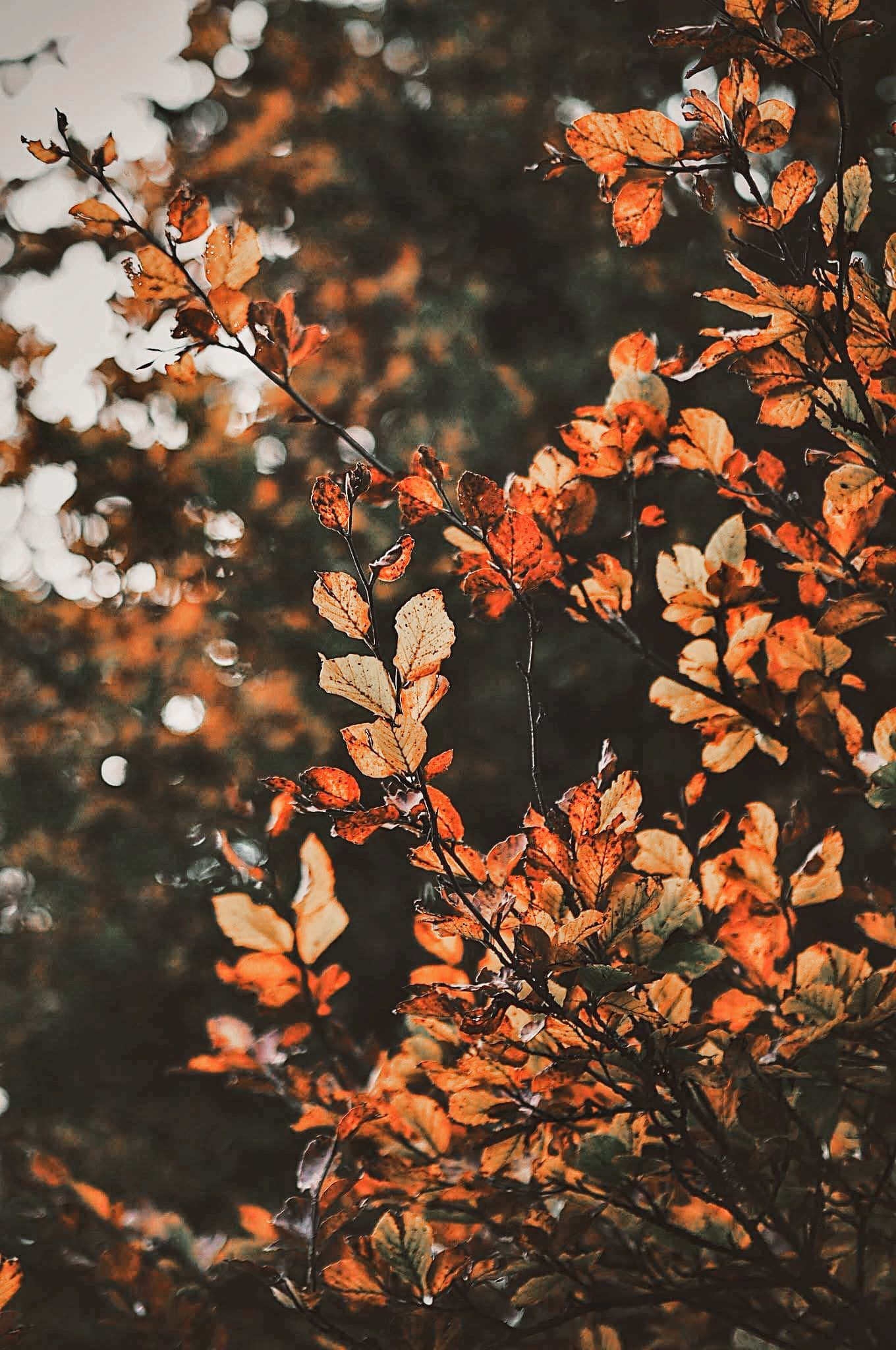 Nyd efterårets skønhed med de farverige blade i Aesthetic Fall Wallpapers