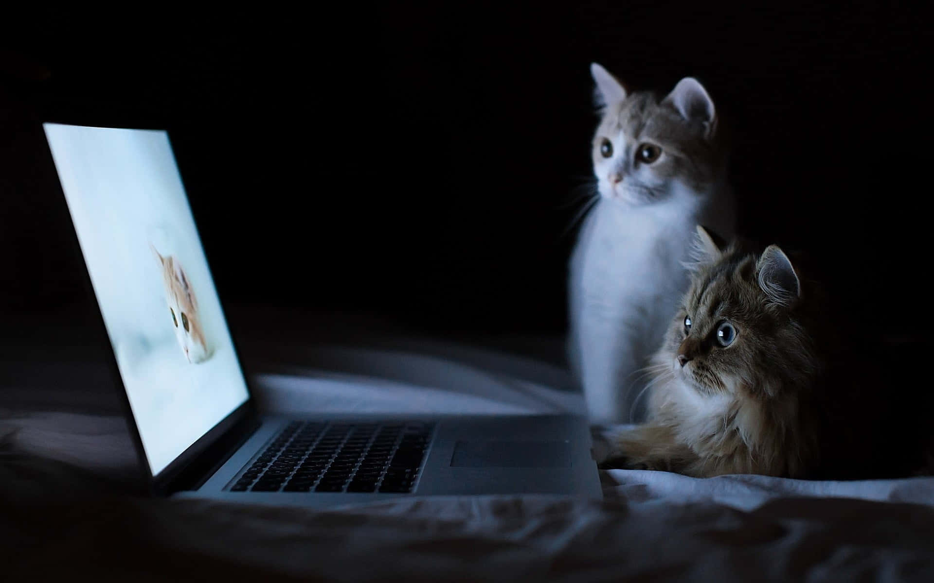 Nyd en smuk og æstetisk skærm med Macbook Wallpapers