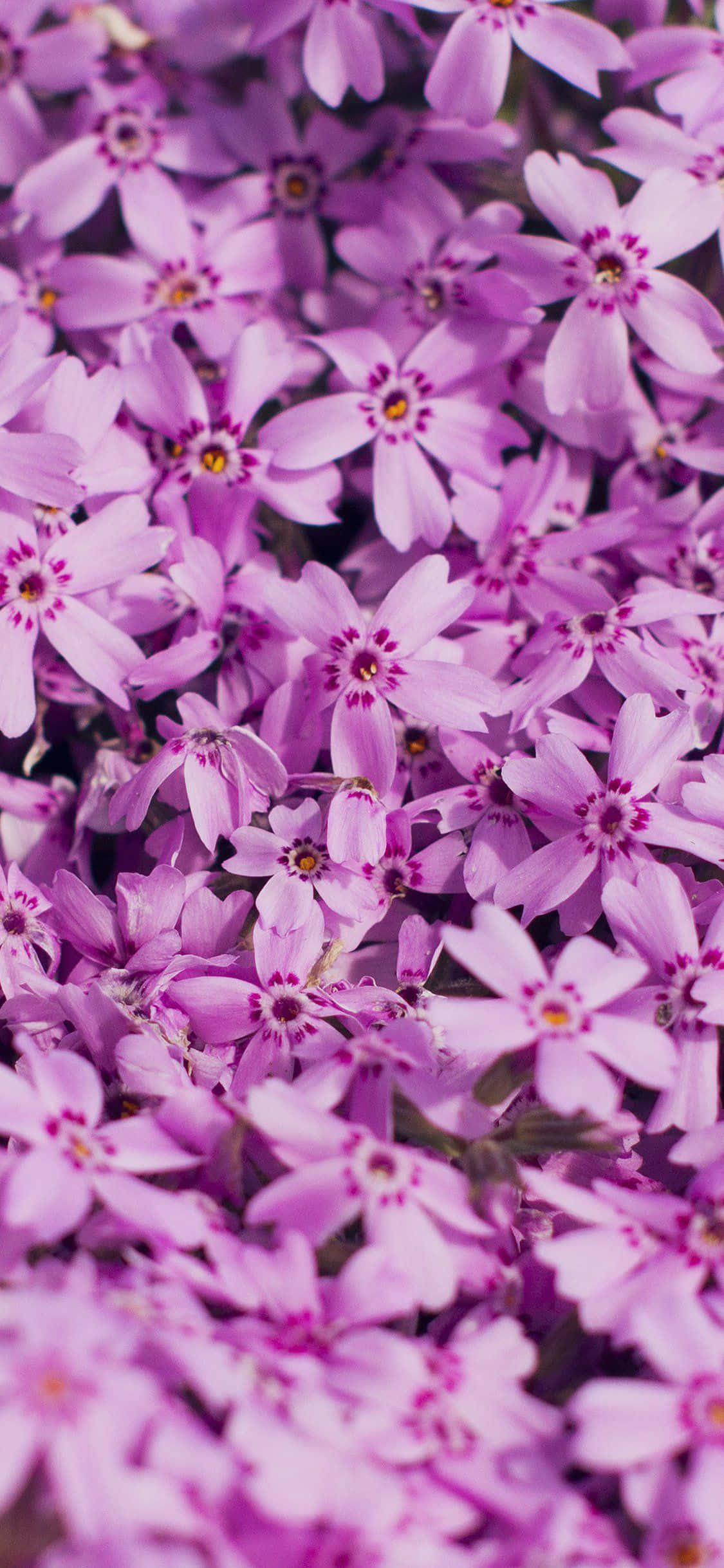 Nyd naturen med et farvesprud Wallpapers
