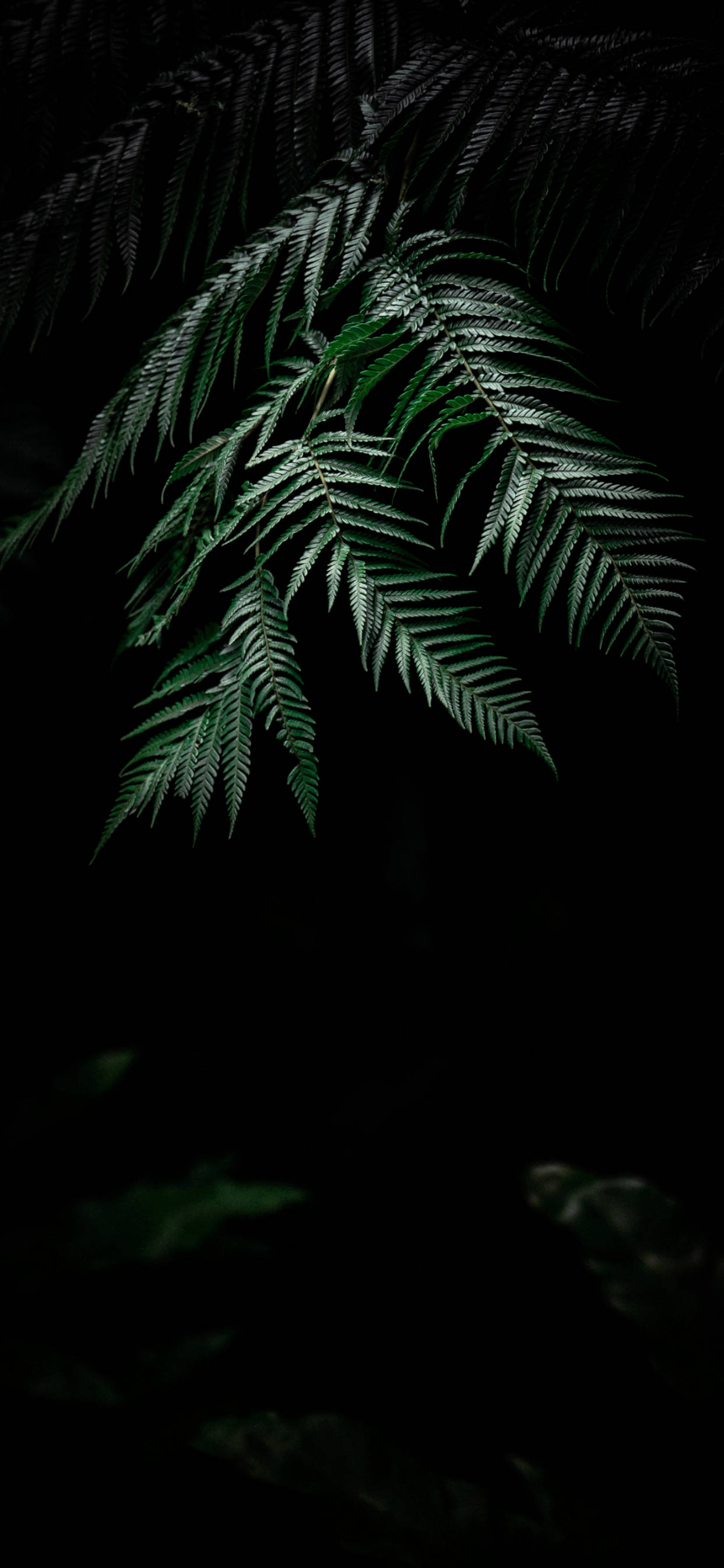 Nyd naturens skønhed med en plante iPhone Wallpapers