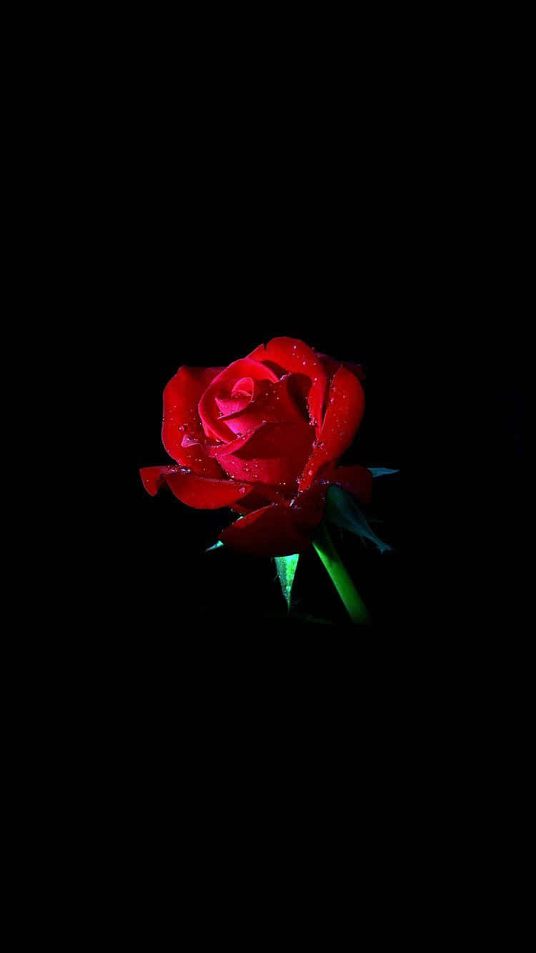 Nyd naturens skønhed med en smuk rose Wallpapers