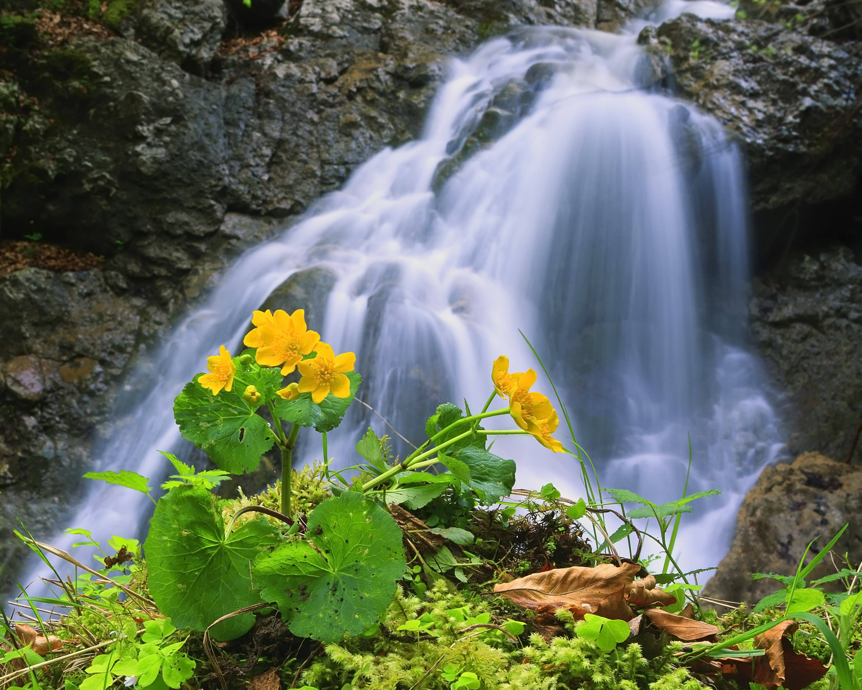 Nyd naturens skønhed med et fredeligt vandfald omgivet af blomstrende blomster Wallpapers