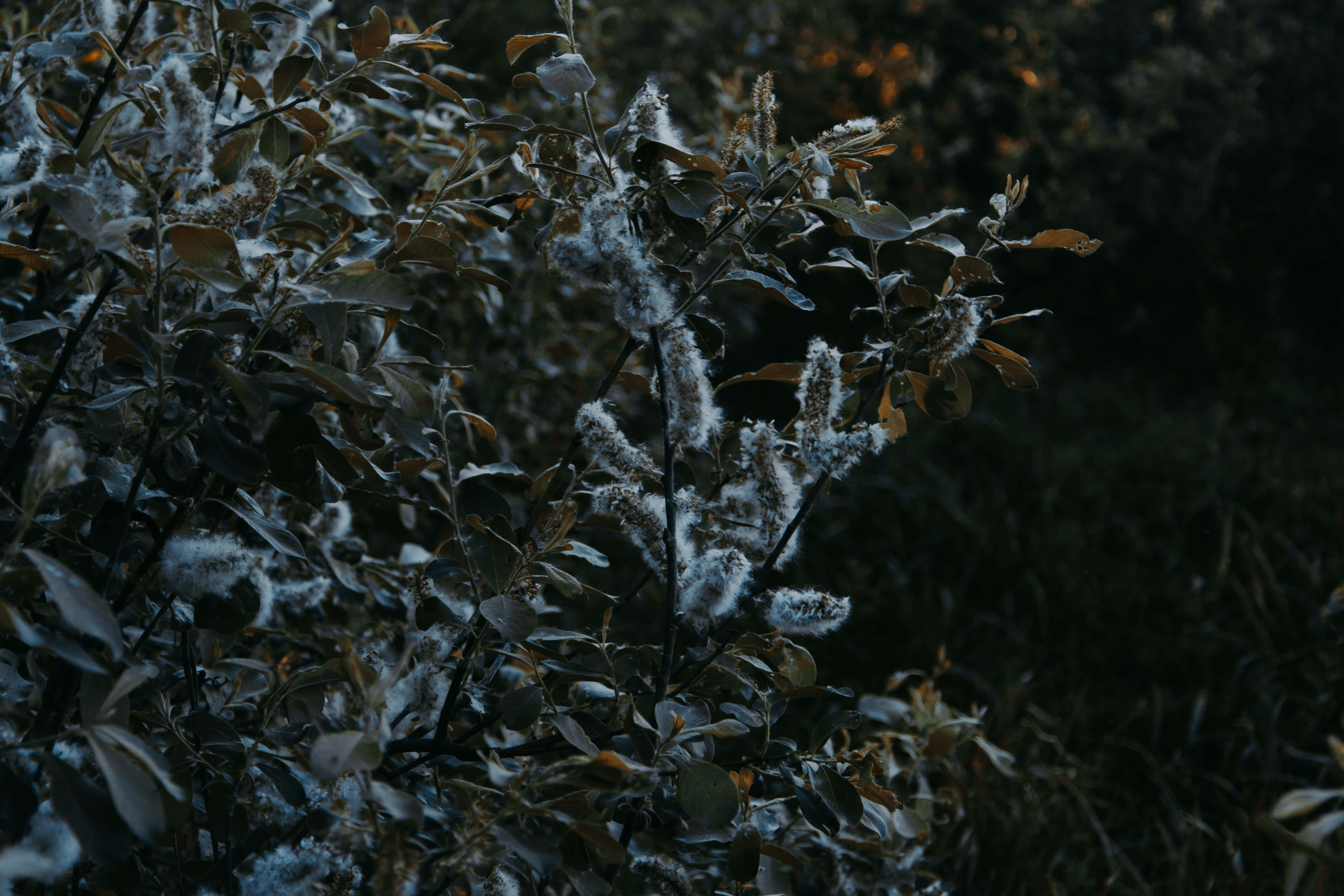 Nyd naturens skønhed med mørkegrøn æstetik. Wallpapers