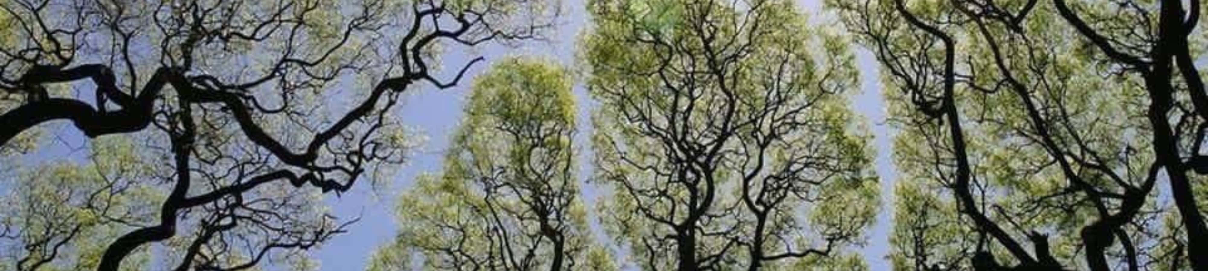 Nyd naturens skønhed fra denne majestætiske udsigt Wallpapers