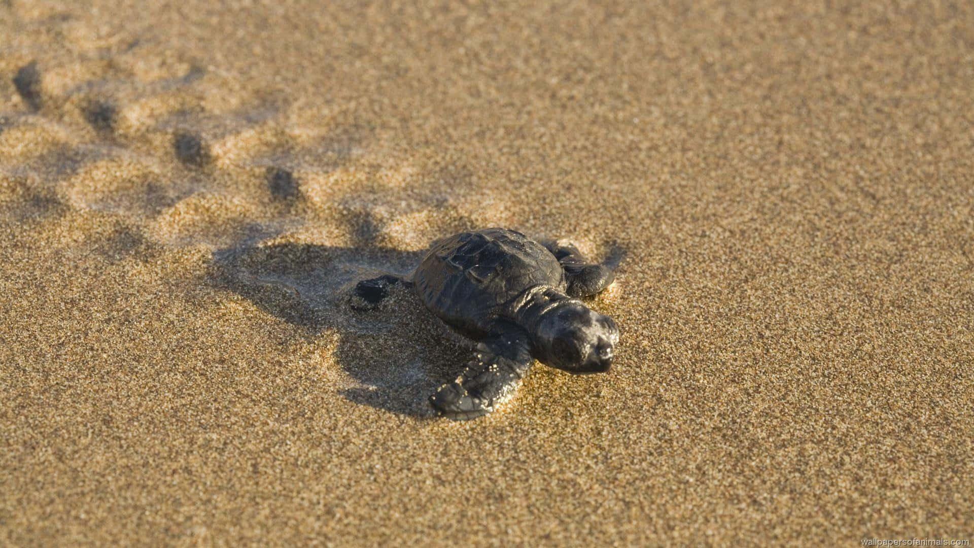 Nyd sødheden fra denne lille skildpadde Wallpapers