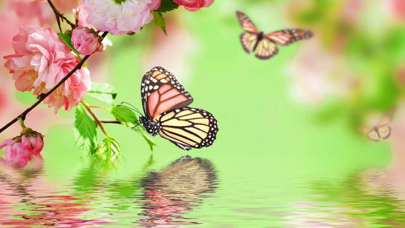 Nyd skønheden af den æstetiske sommerfugl Wallpapers