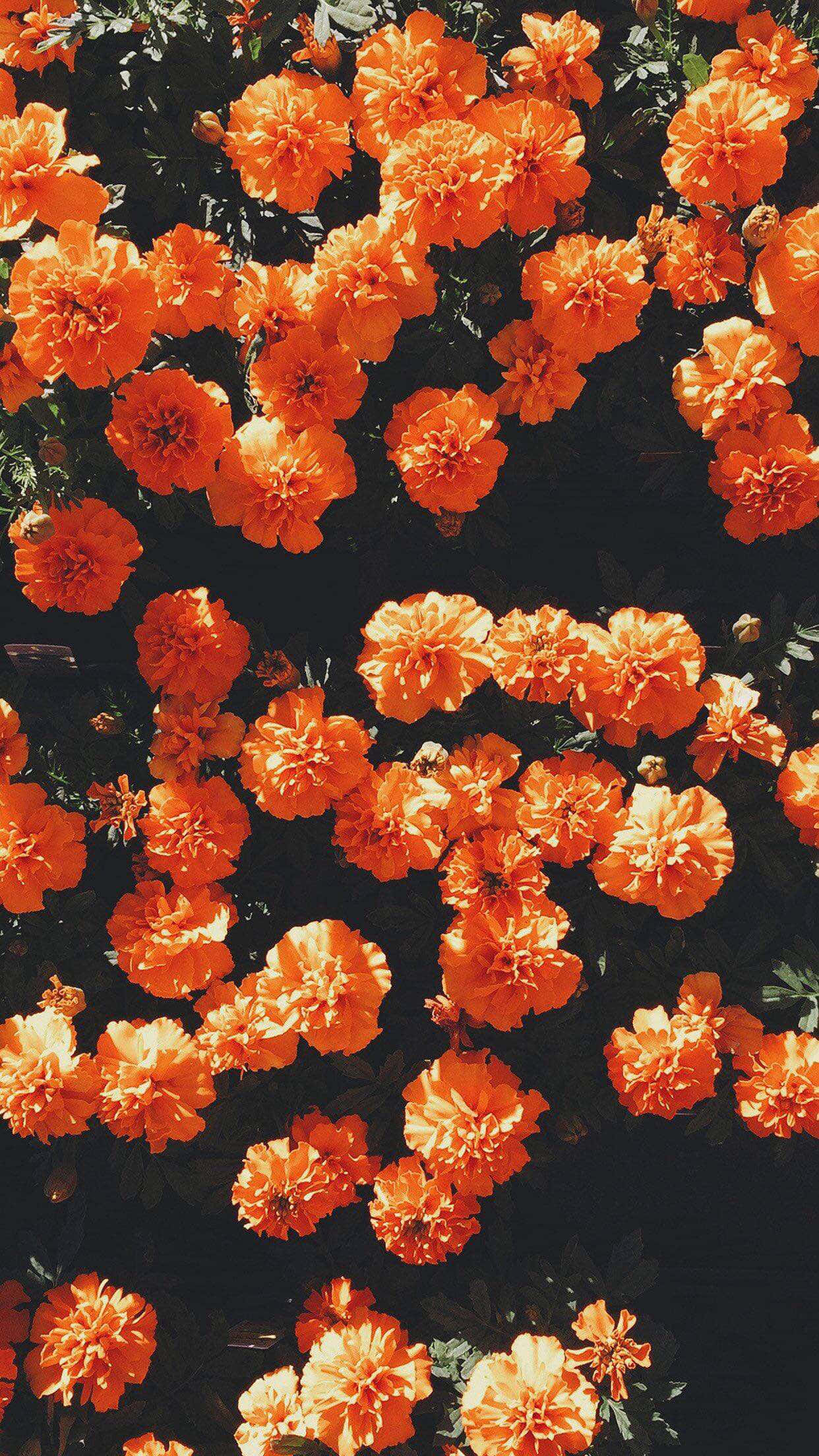 Nyd skønheden af levende appelsiner Wallpapers