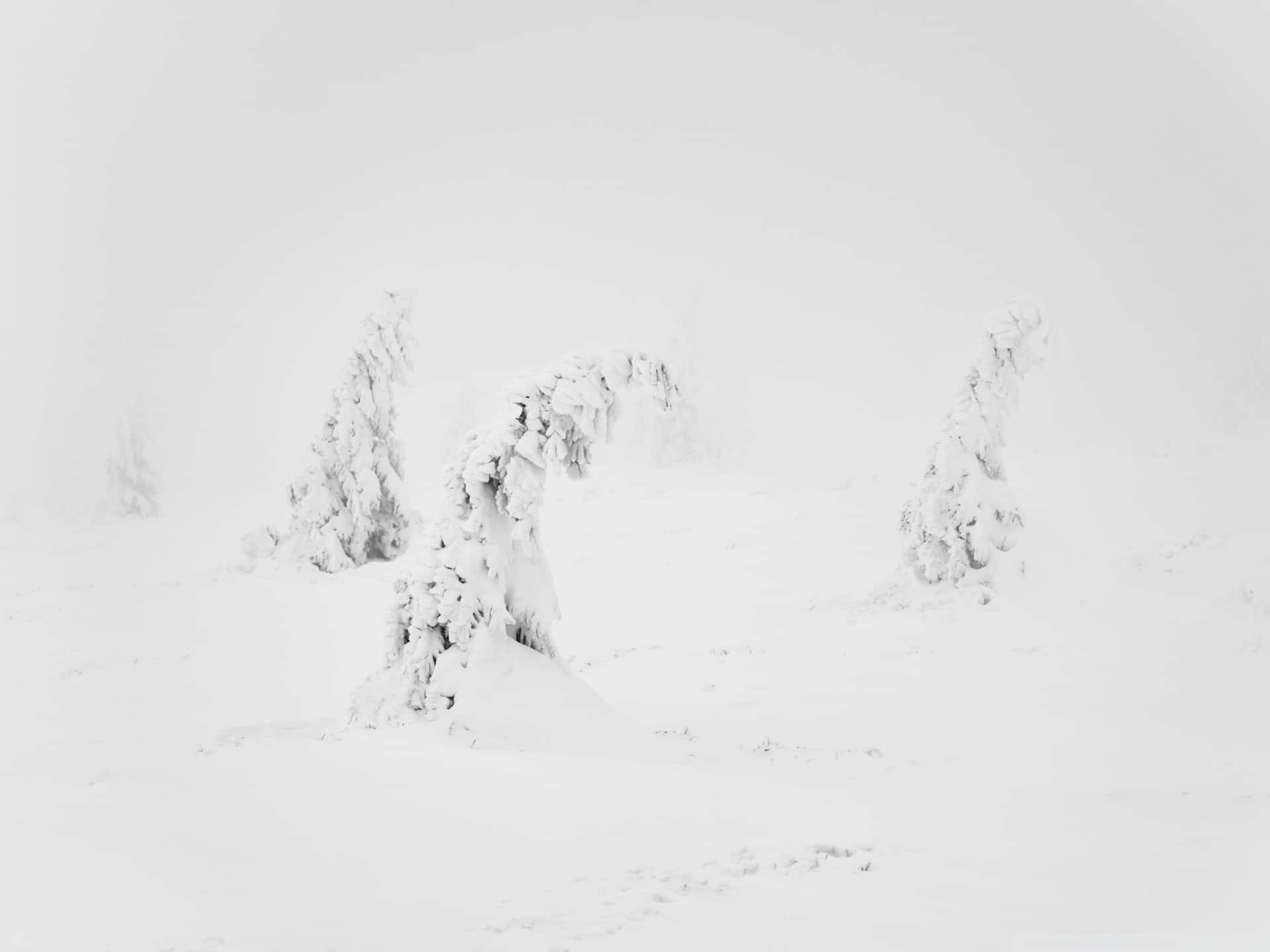 Nyd skønheden af sneklædte bakker. Wallpapers