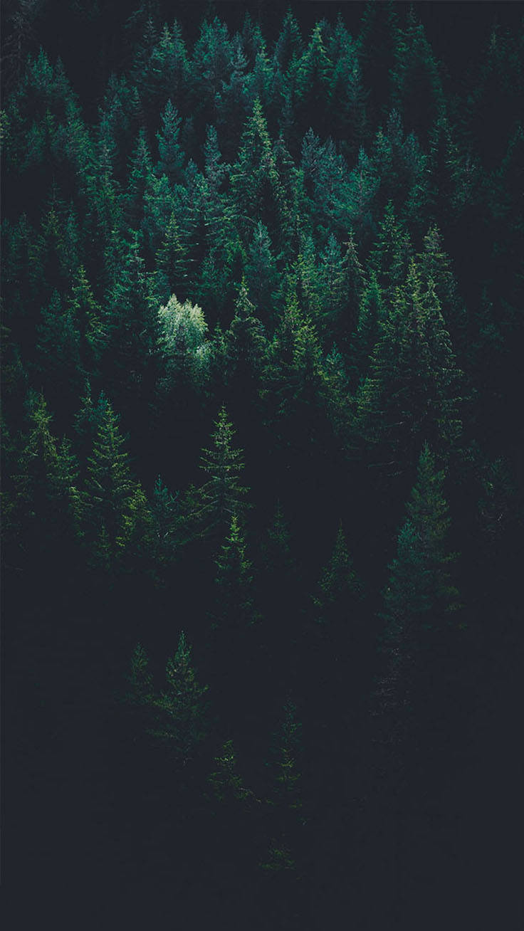Nyd skovens skønhed – lige på din iPhone X Wallpapers