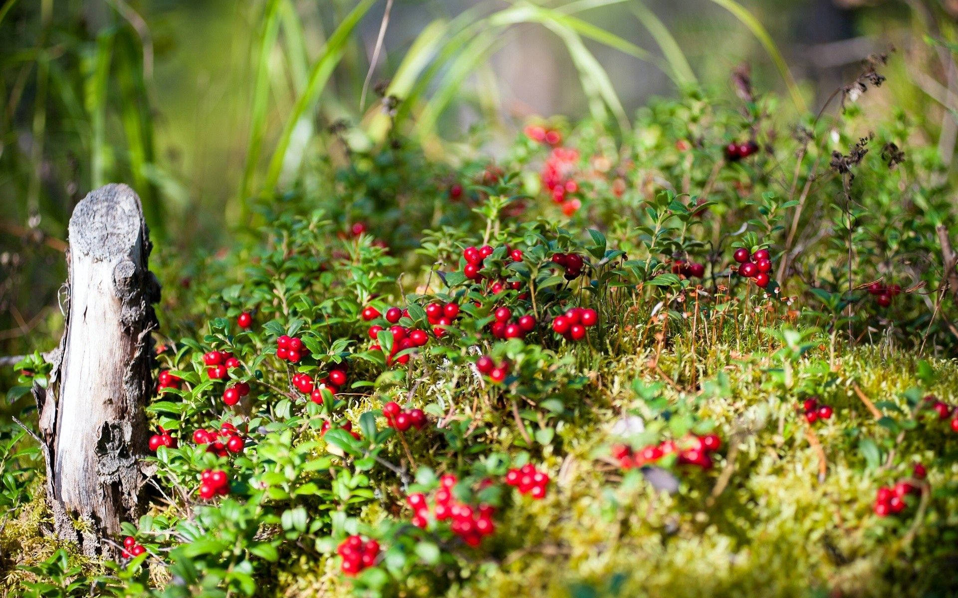 Nyd sommerens levende farver i naturen Wallpapers