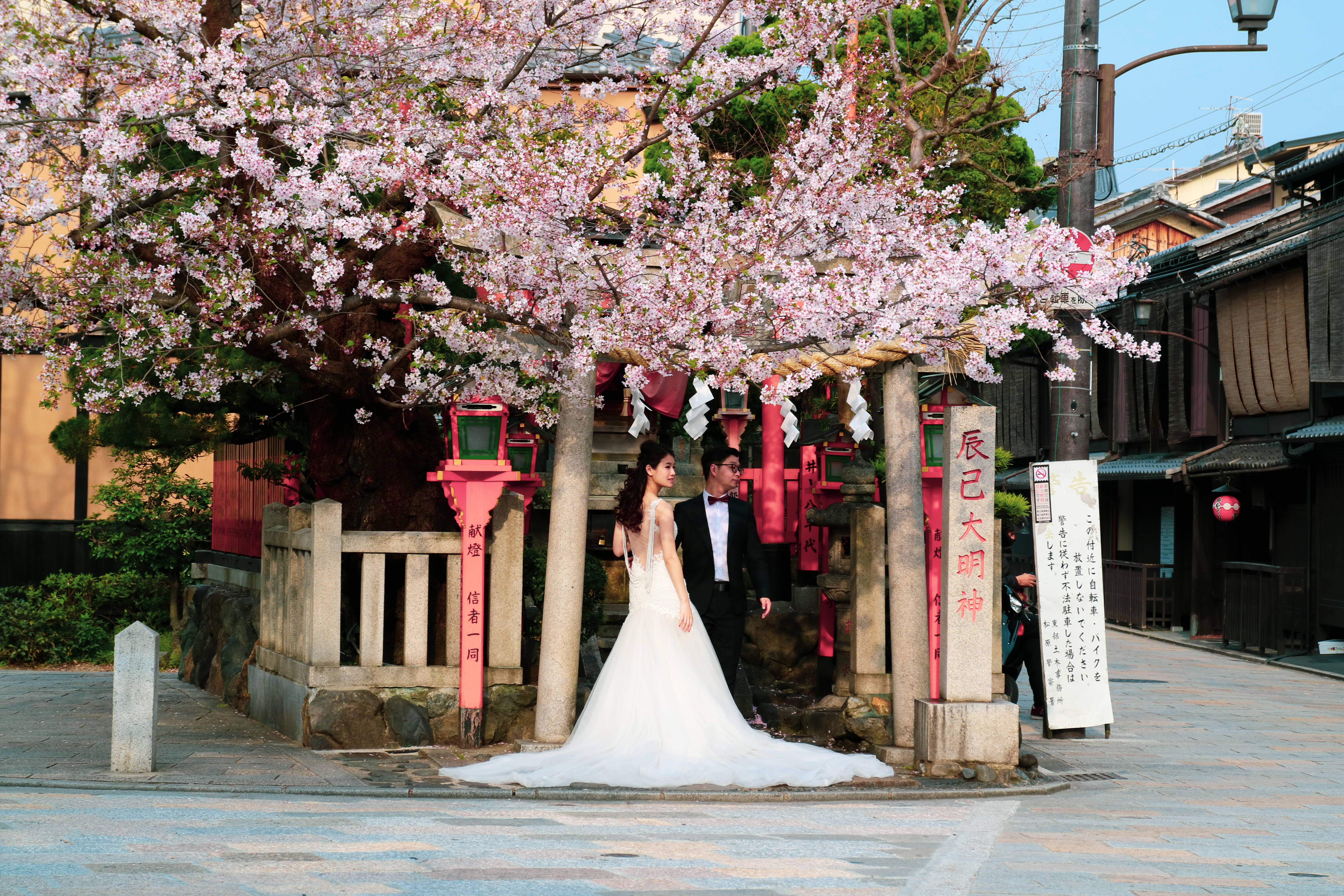 Nyforelsket par under japansk sakura Wallpapers