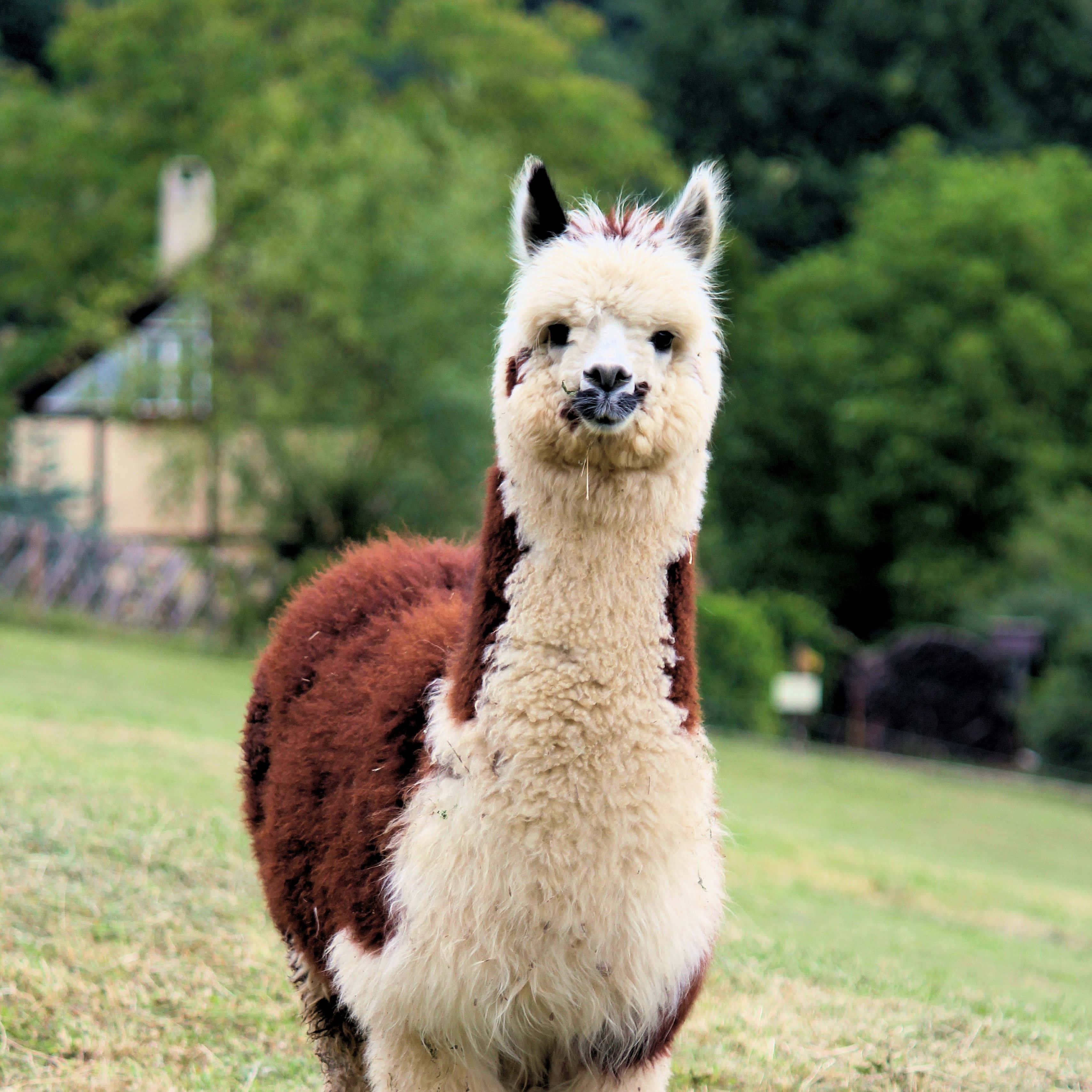 Nysgerrig Lama på mark.JPG Wallpapers
