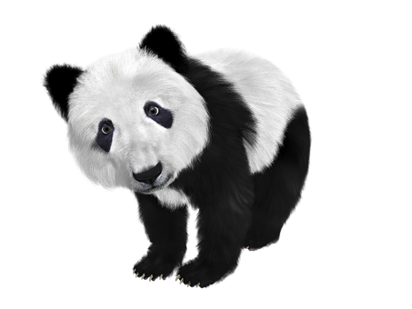 Nysgerrig panda sort baggrund Wallpapers