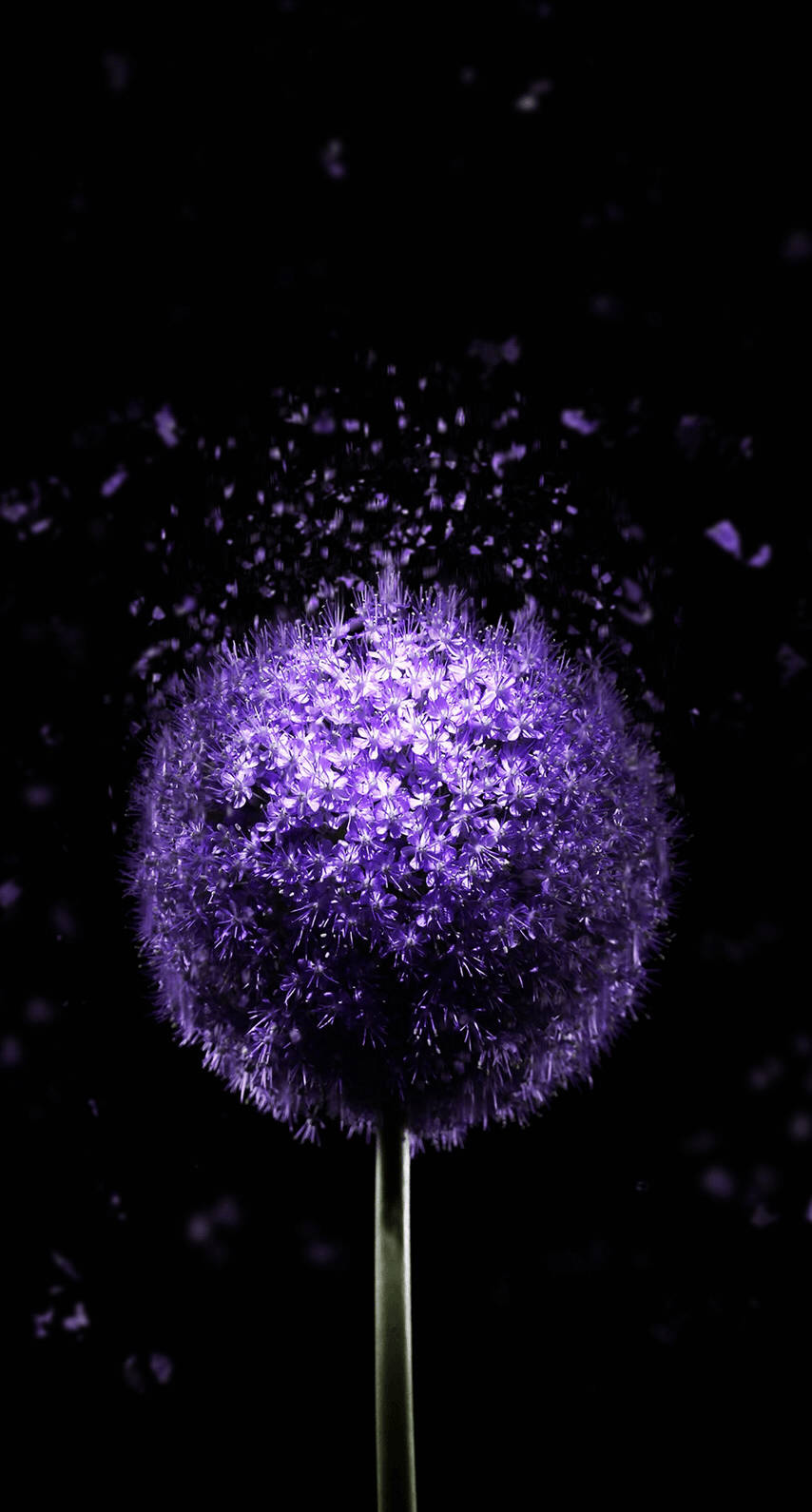 OLED lilla mælkebøtte Wallpapers