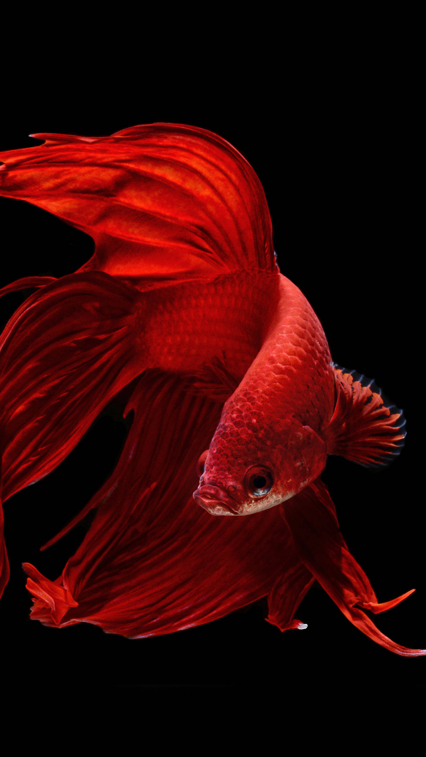 OLED Streamlined Goldfish Wallpapers