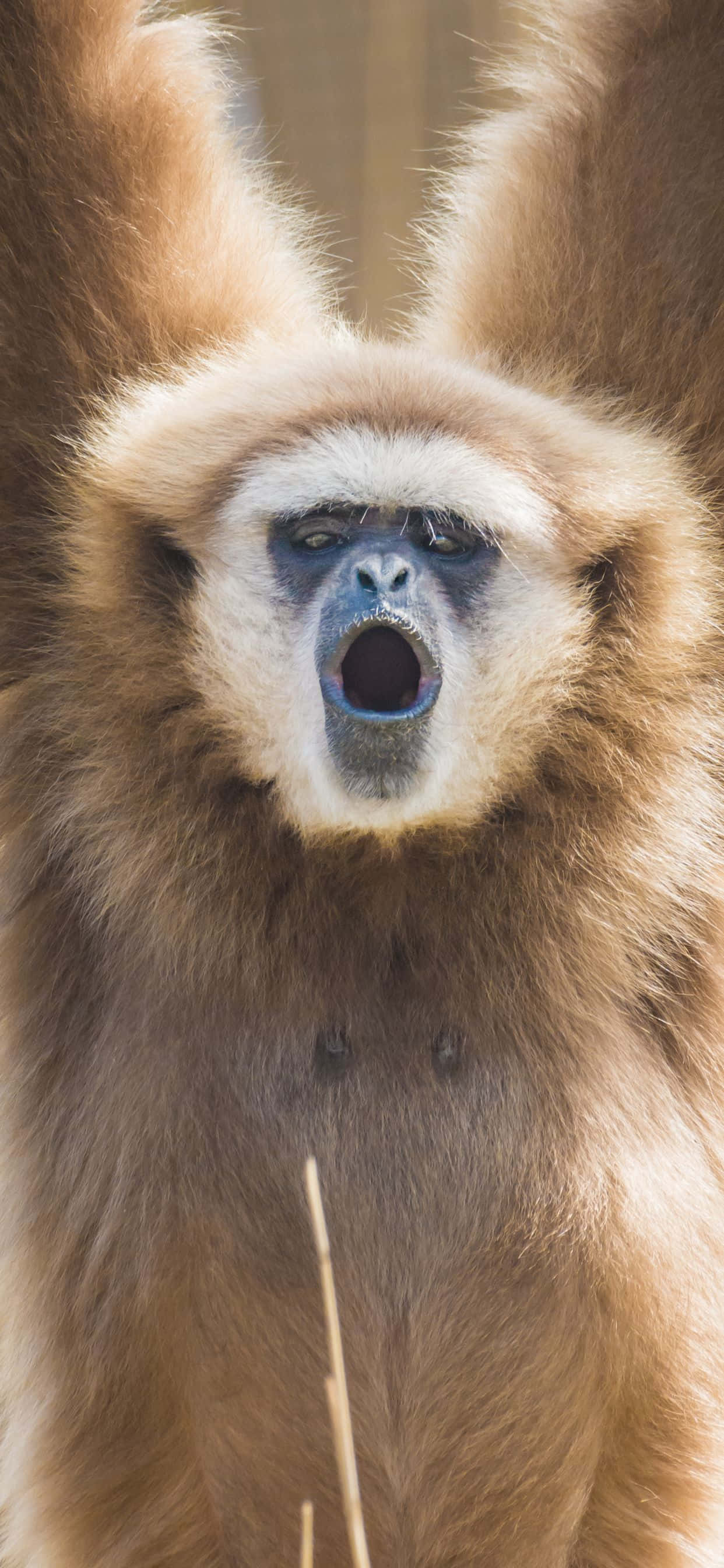 Omfavn den nye æra af teknologi med iPhone Xs Max Gibbon Wallpapers