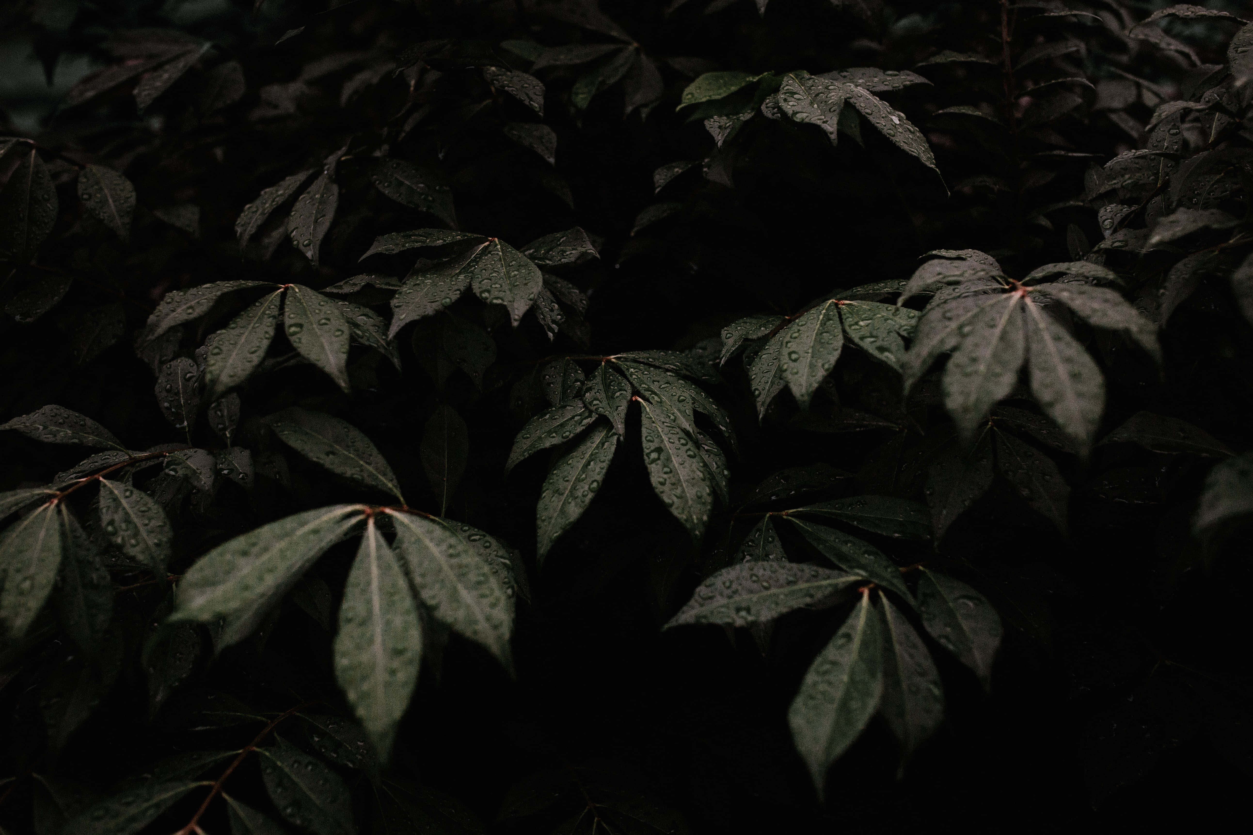 Omfavn det mørkegrønne og nyd naturen Wallpapers