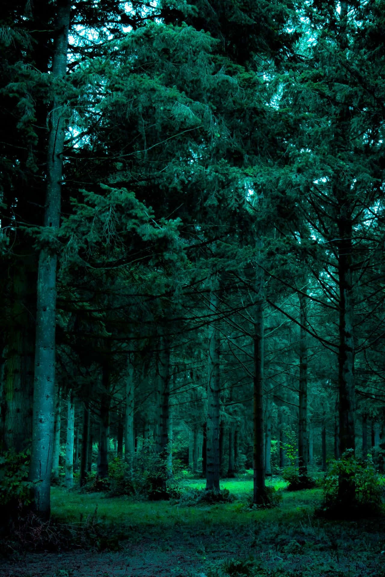 Omfavn naturens skønhed med grøn æstetik Wallpapers