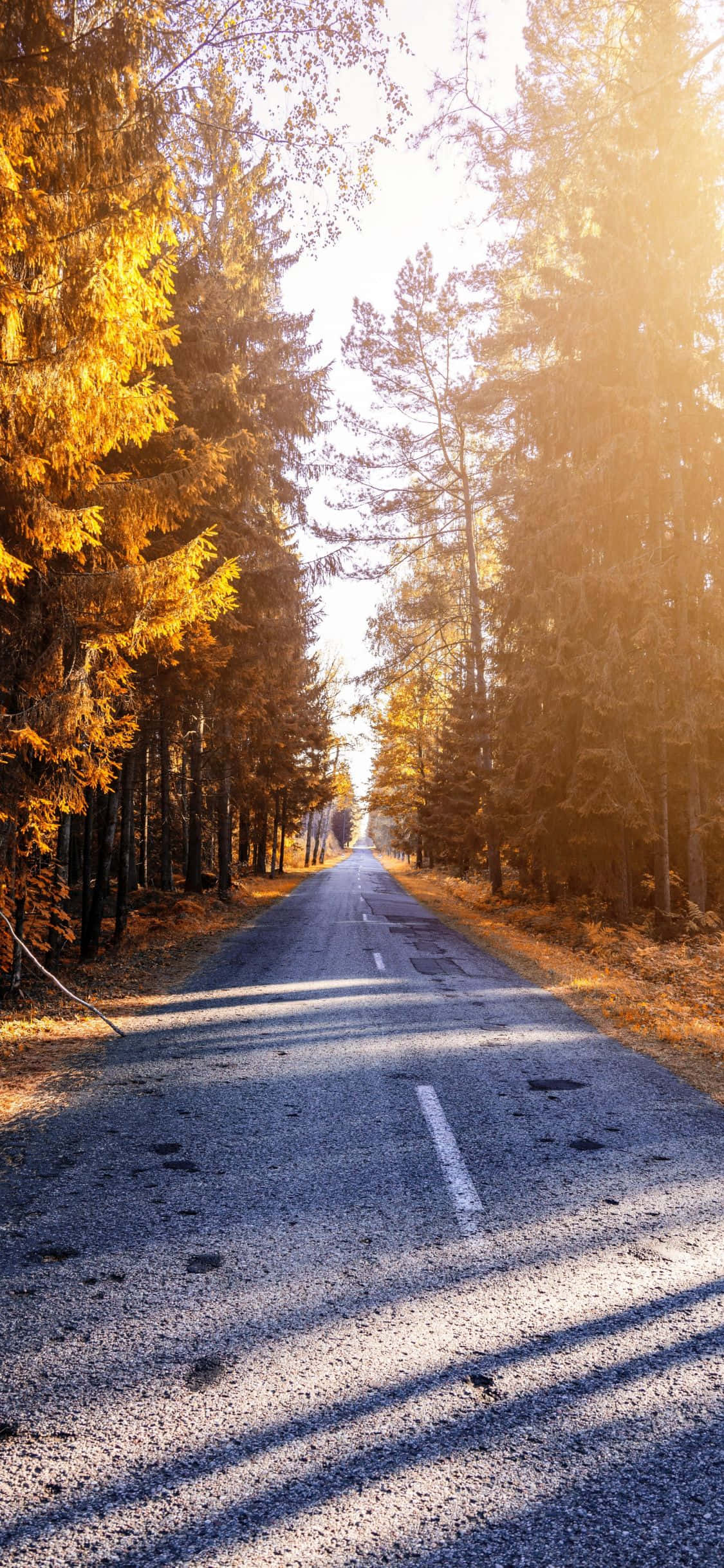 Omfavn roen - iPhone X naturbaggrund Wallpapers
