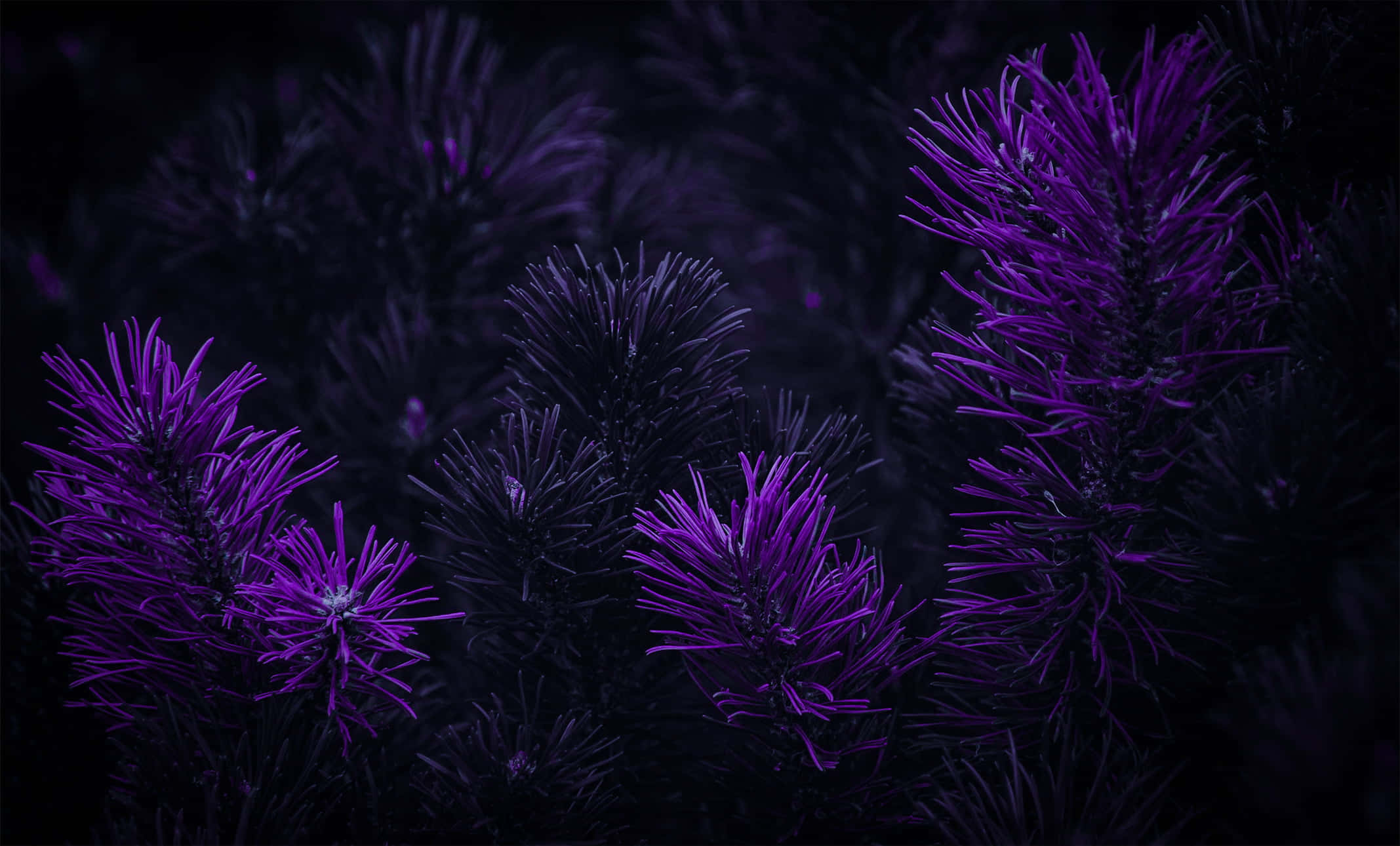 Omfavn skønheden i mørk lilla Wallpapers