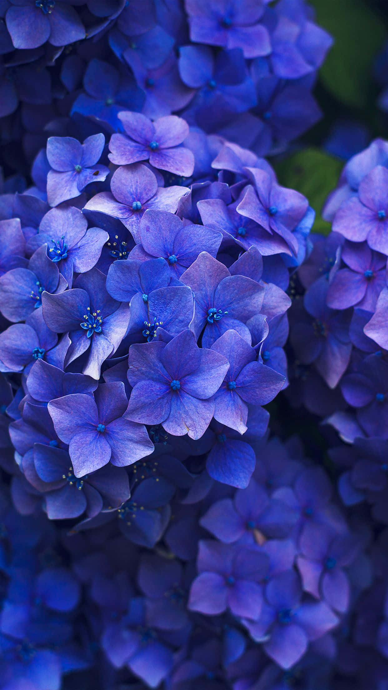 Omfavn skønheden med Blomster-iPhone Wallpapers
