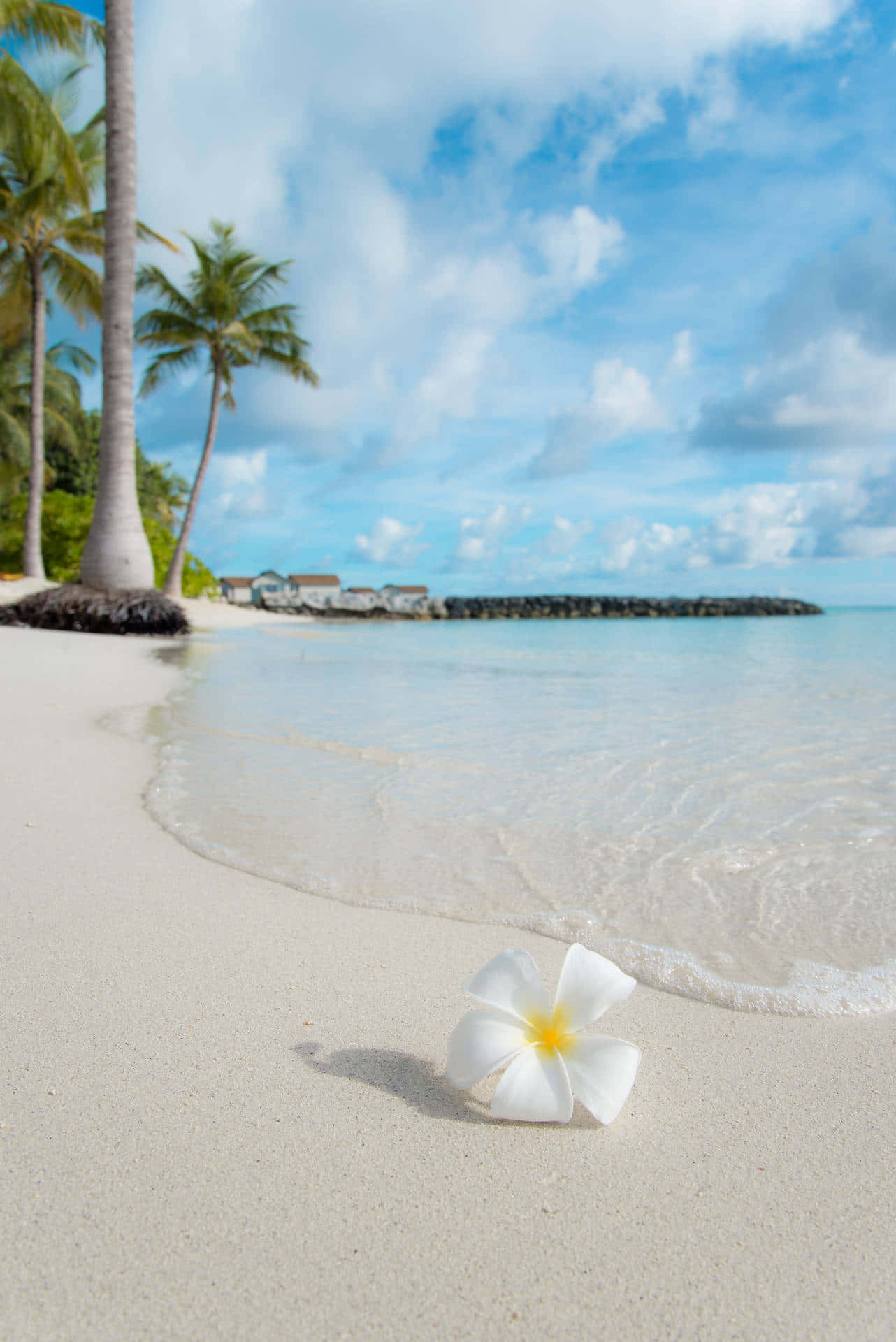 Omfavn sommervarmen Wallpapers