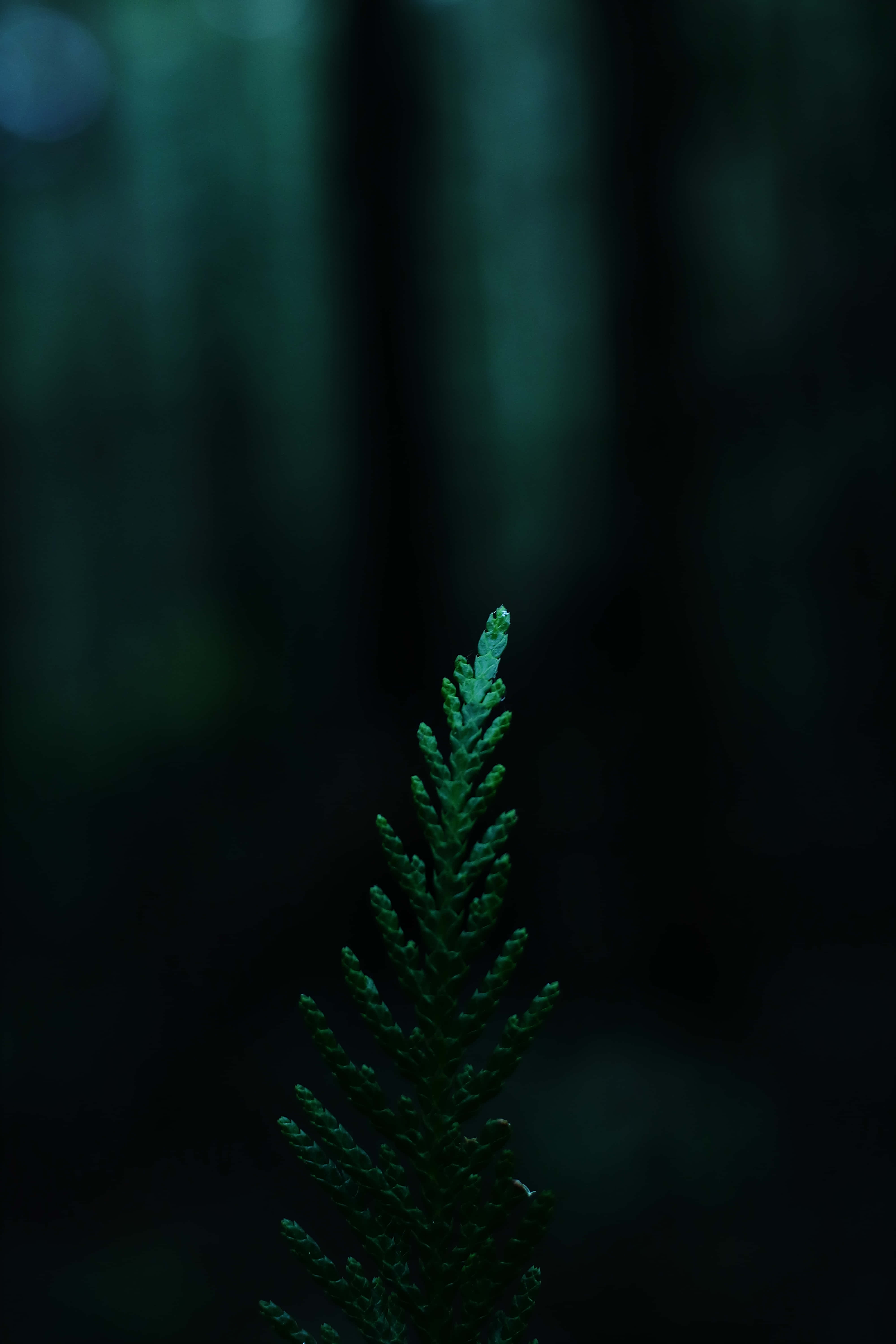 Omsluttet af ro: Et dybgrønt økosystem Wallpapers