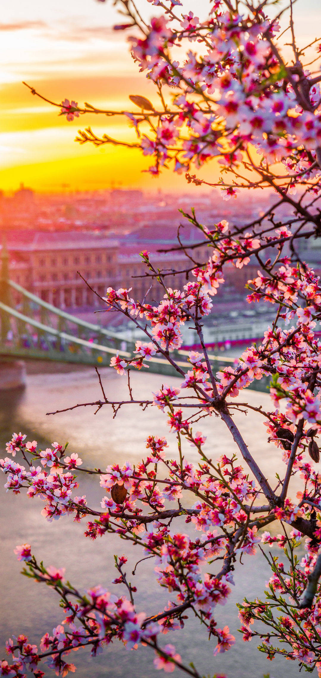 OnePlus Kirsebærblomster Wallpapers
