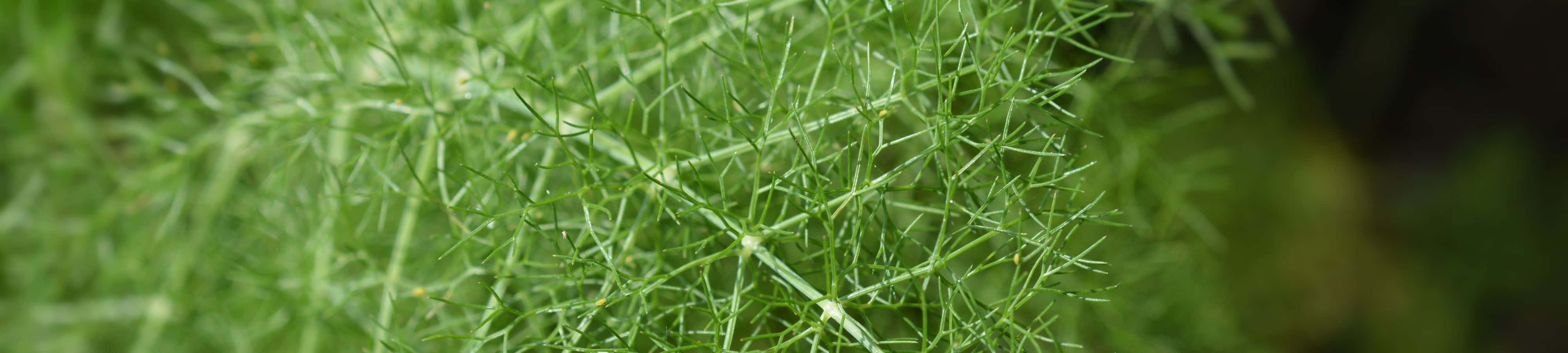 Opdag naturens pragt Wallpapers