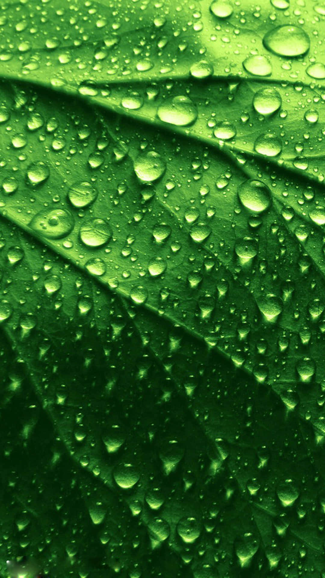 Opgrader din digitale oplevelse med Apple iPhone 7 Plus Wallpapers