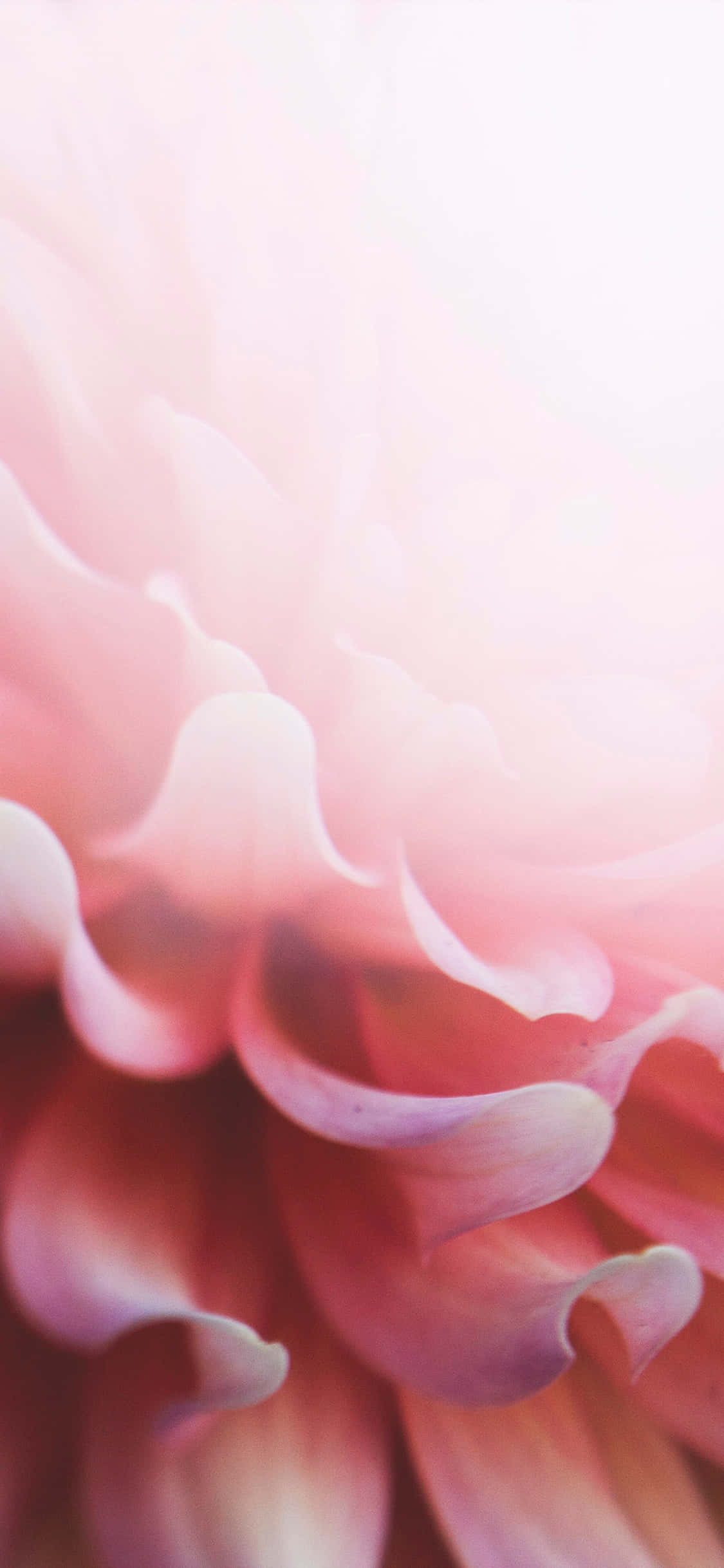 Opgrader ethvert look med denne lyserøde blomstrede iPhone Wallpapers