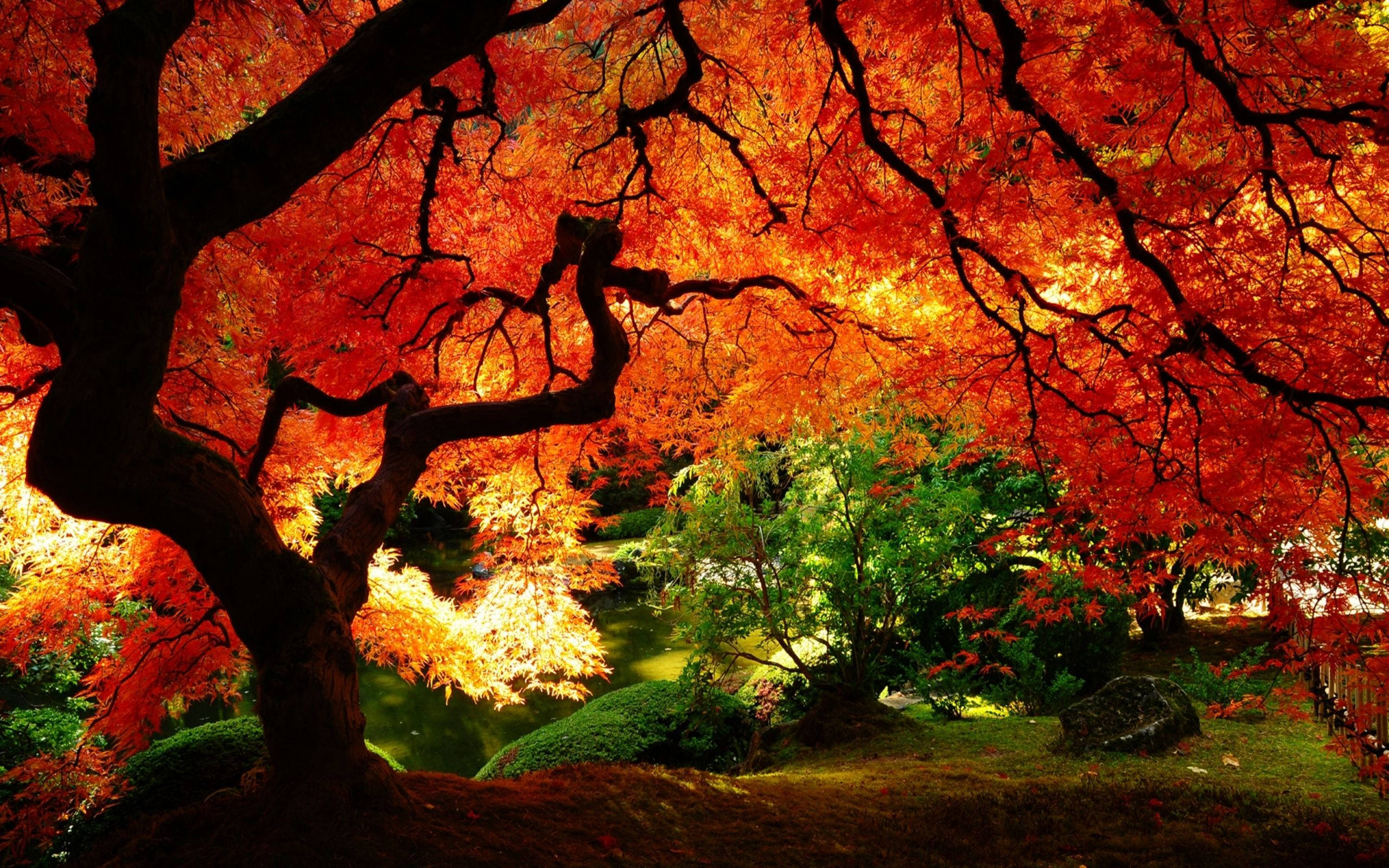 Oplev efterårets skønhed med dette dejlige orange træ Wallpapers