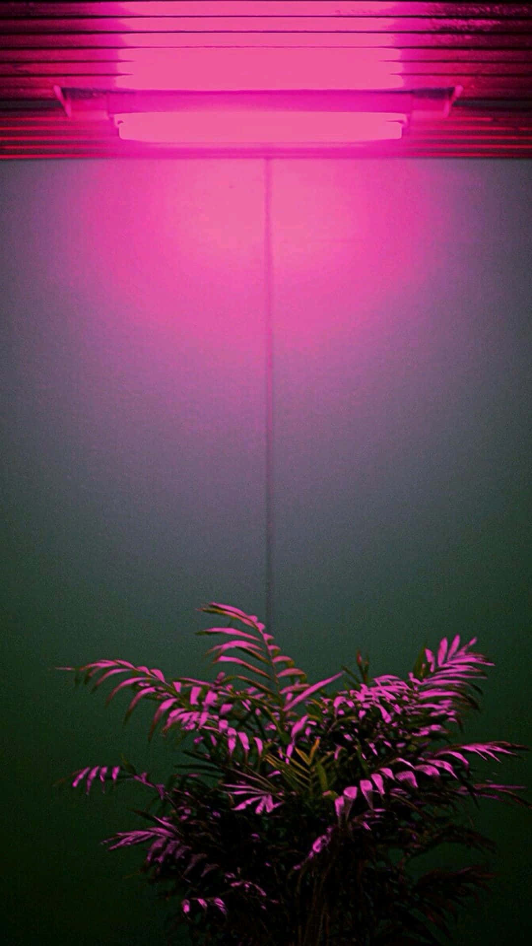 Oplev glæden ved neonlys æstetik! Wallpapers