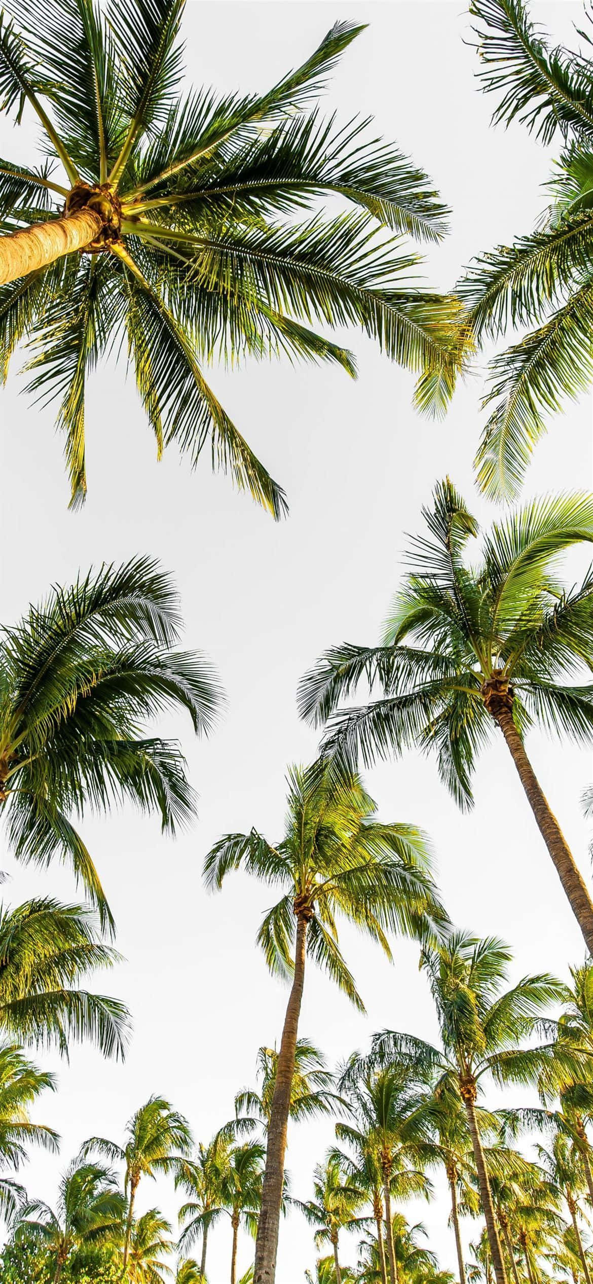 Oplev livet i levende farver med iPhone 12 Pro Wallpapers